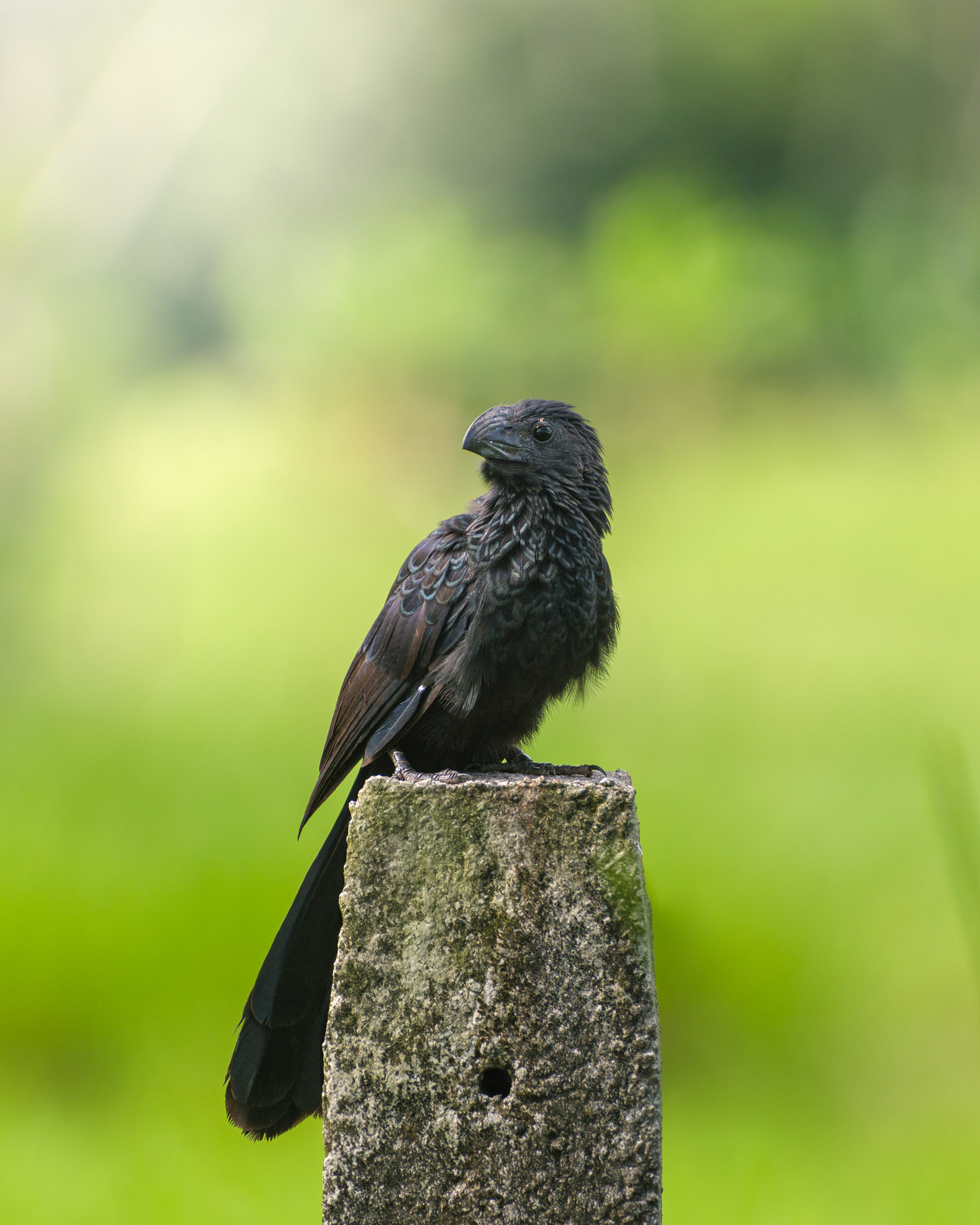 Fujifilm X-T4 / Fujinon 70-300mm