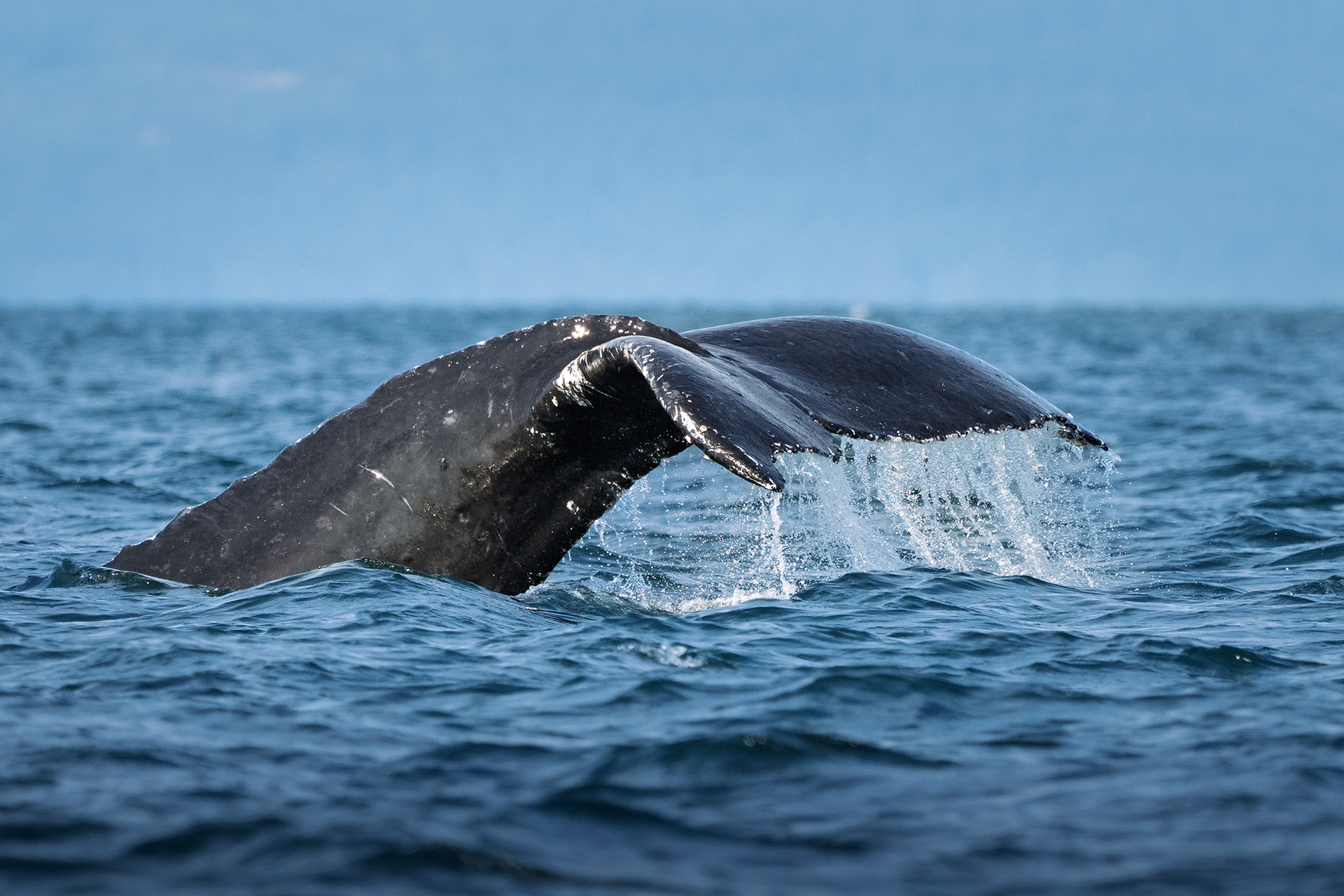 Vancouver Island, BC, Canada