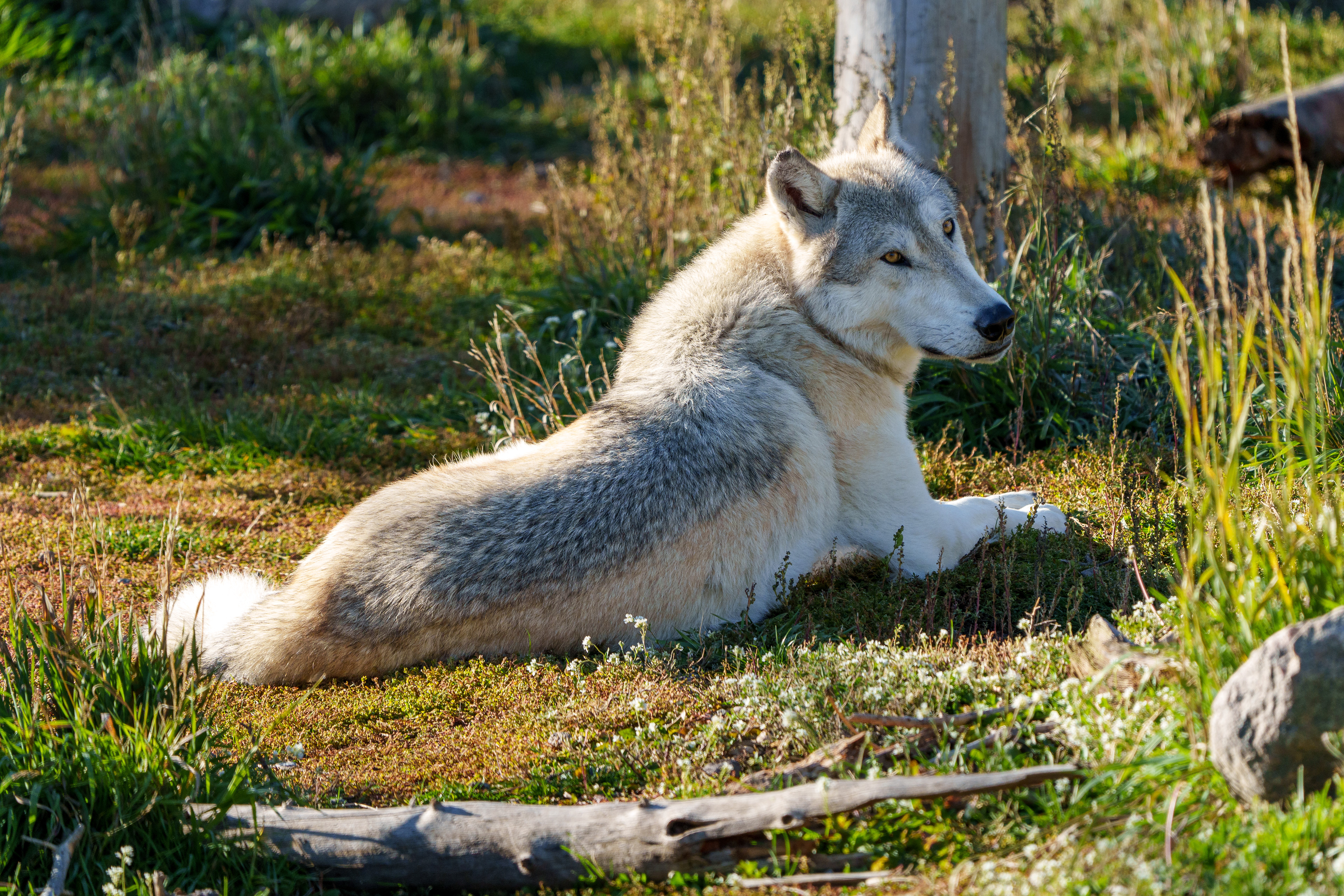 Grizzly & Wolf Sanctuary, Yellowstone, MT