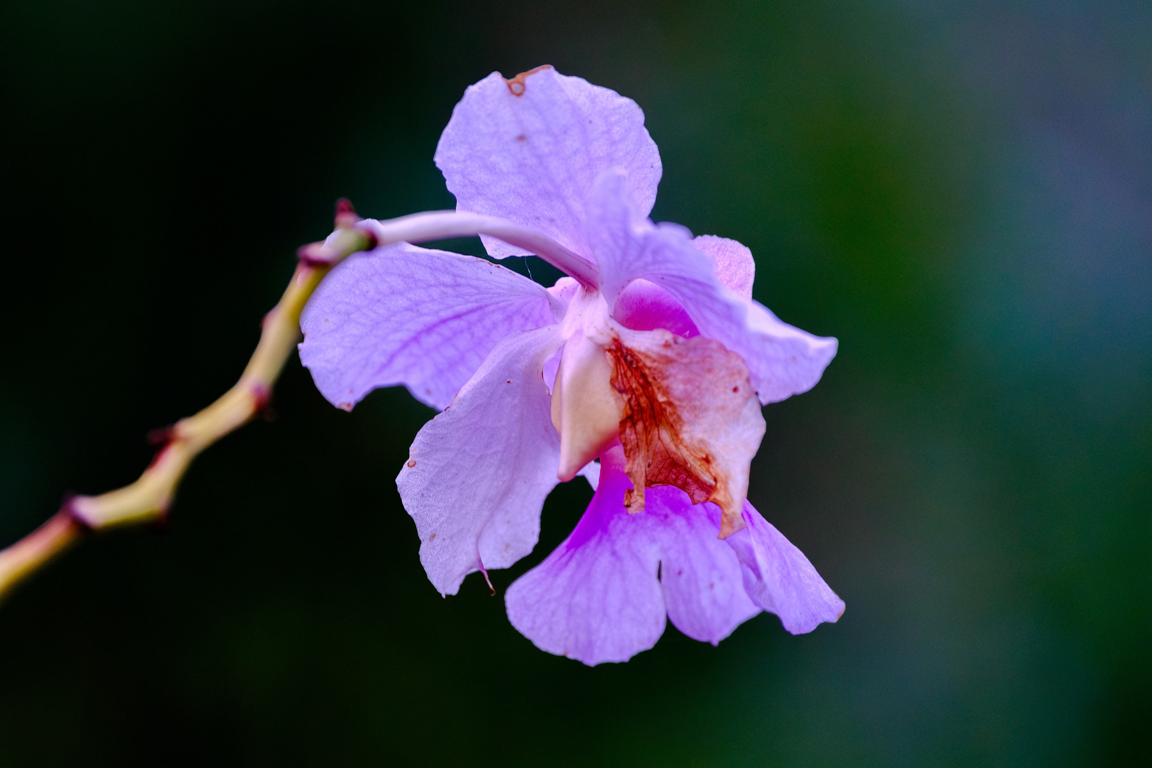 Fujifilm X-T4 / Fujifilm X-T4 / Fujinon 16-80mm f4