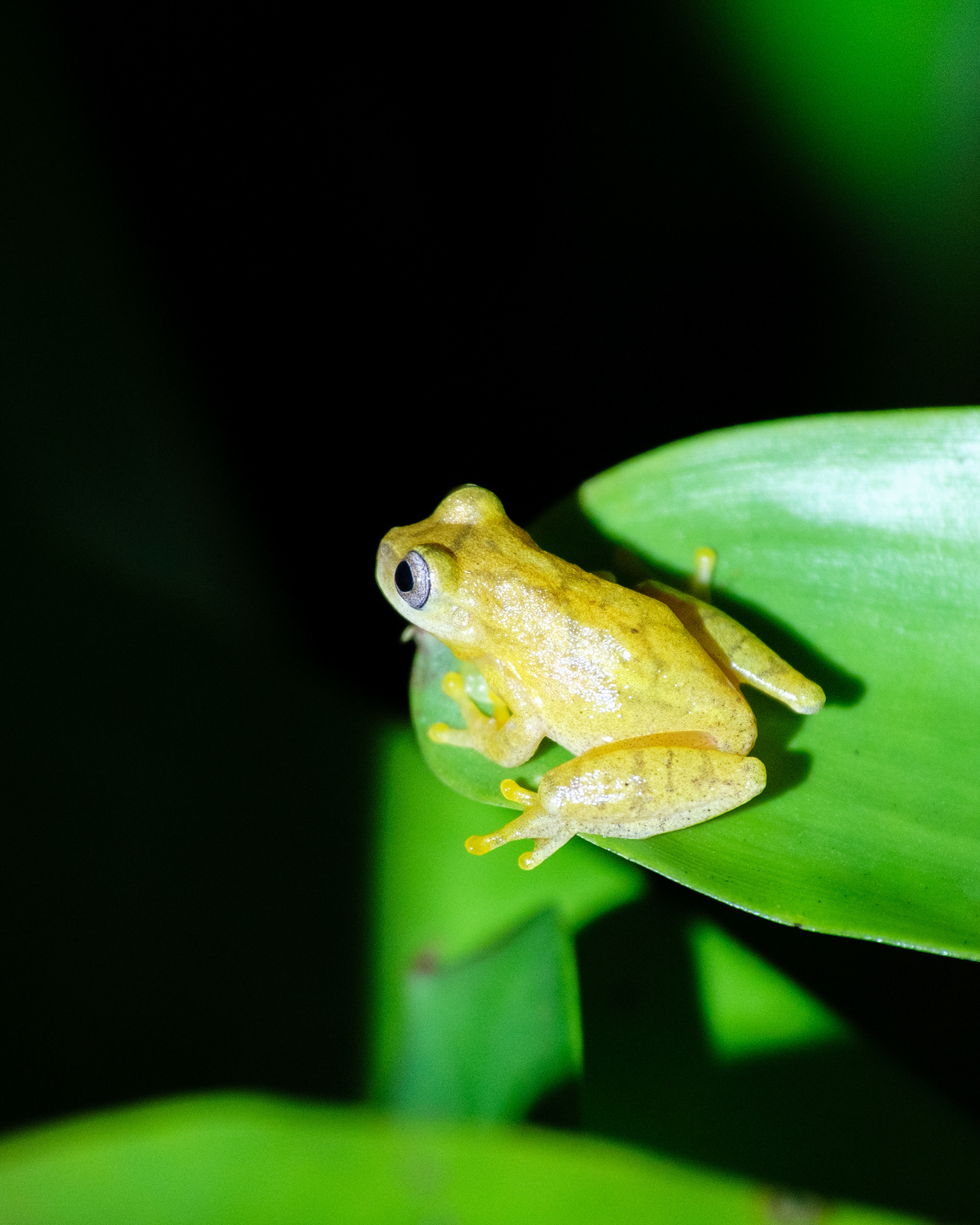 La Fortuna, Costa Rica