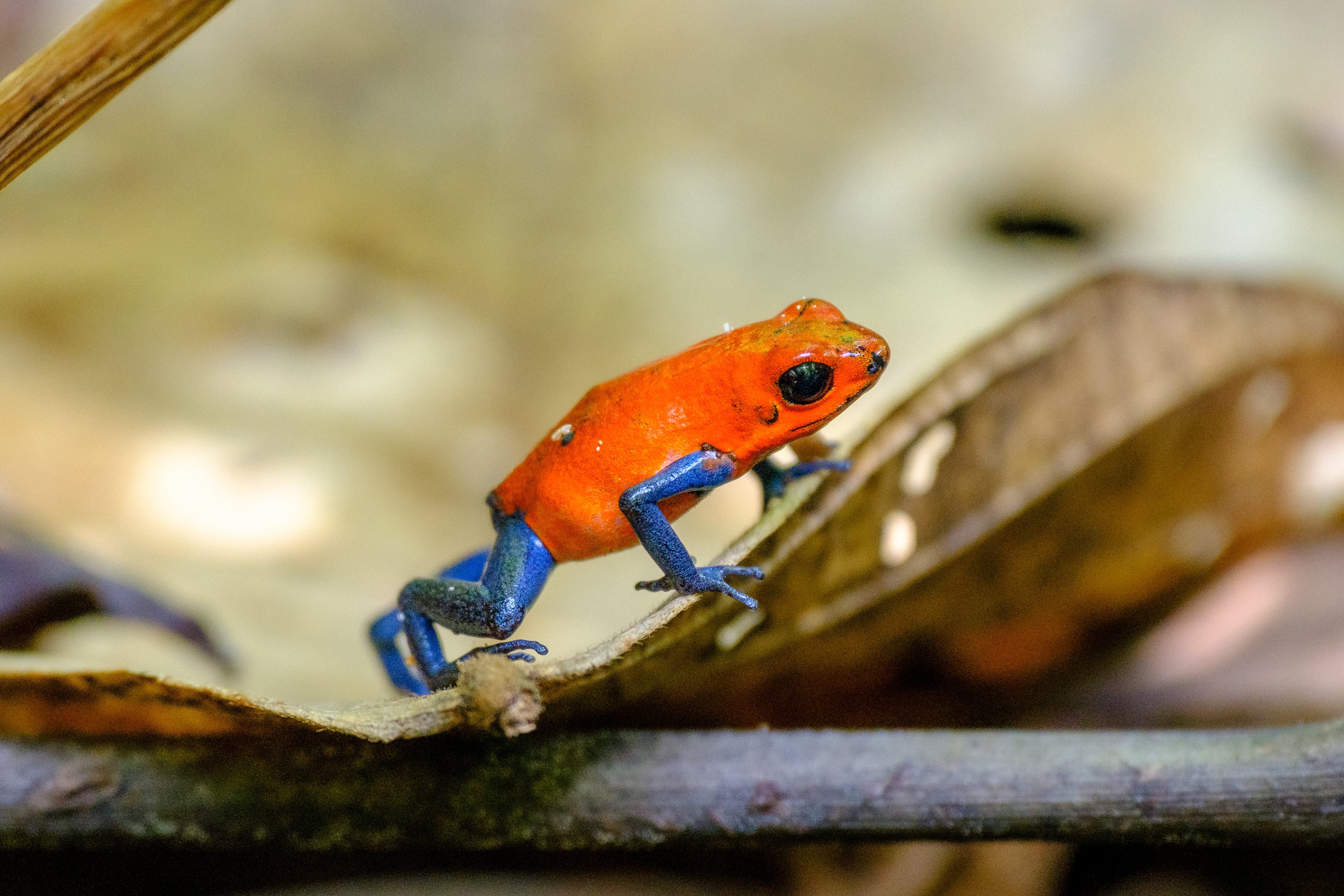 Fujifilm X-T4 / Fujinon 70-300mm