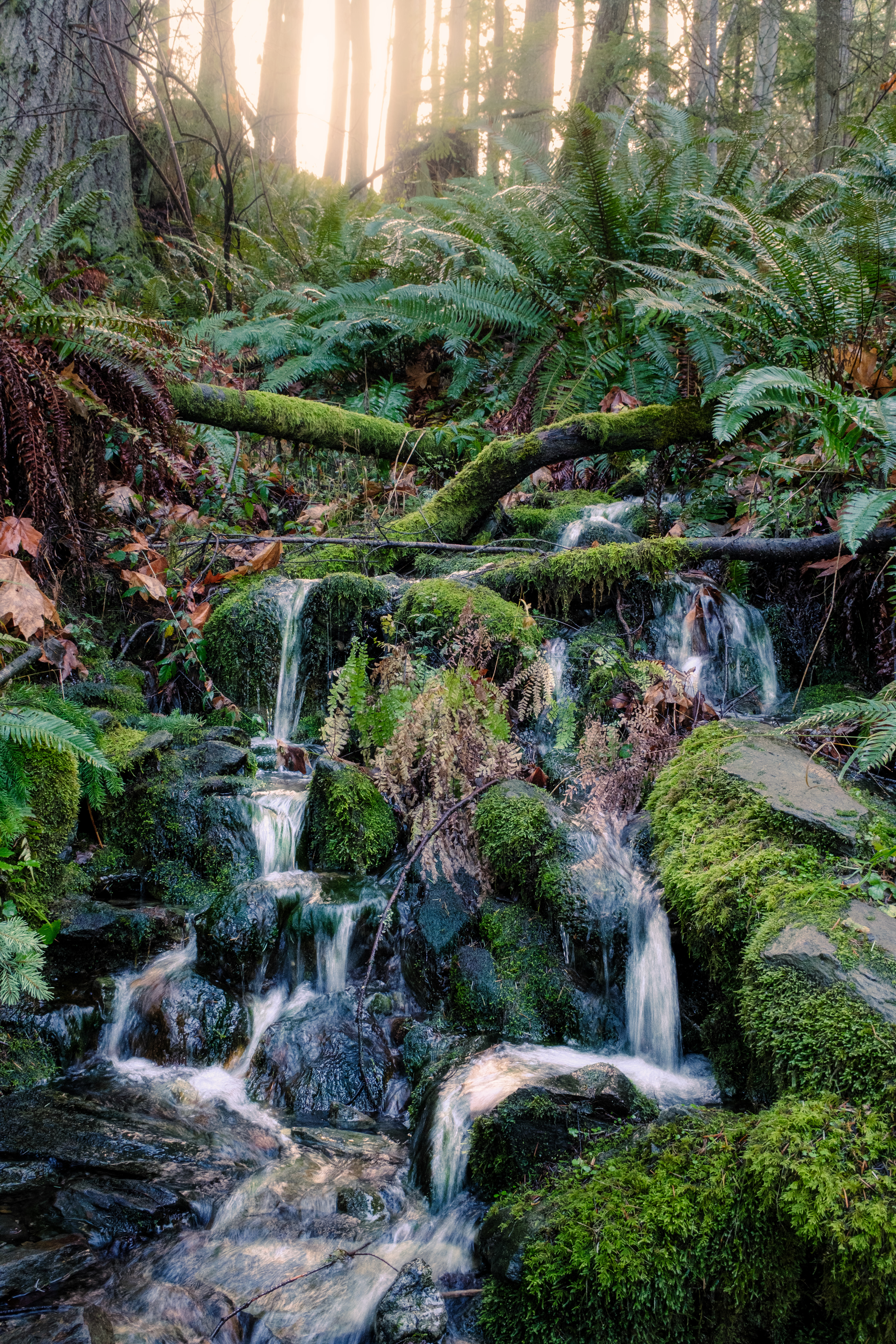 Fujifilm X-T4 / Oyster Dome Trail