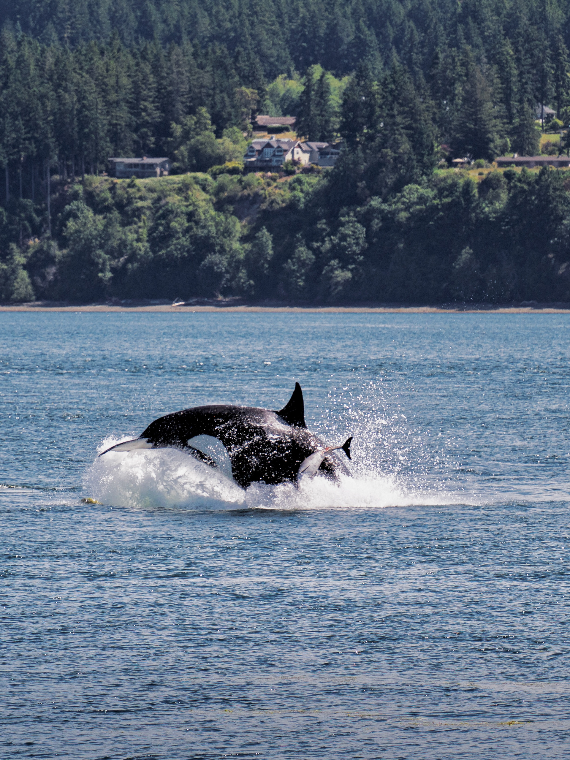 Hood Canal, WA