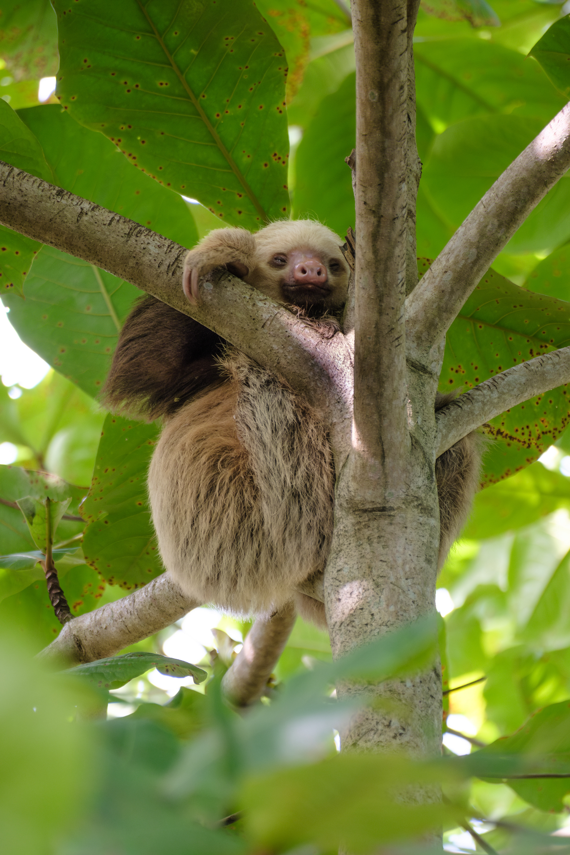 Fujifilm X-T4 / Fujinon 70-300mm