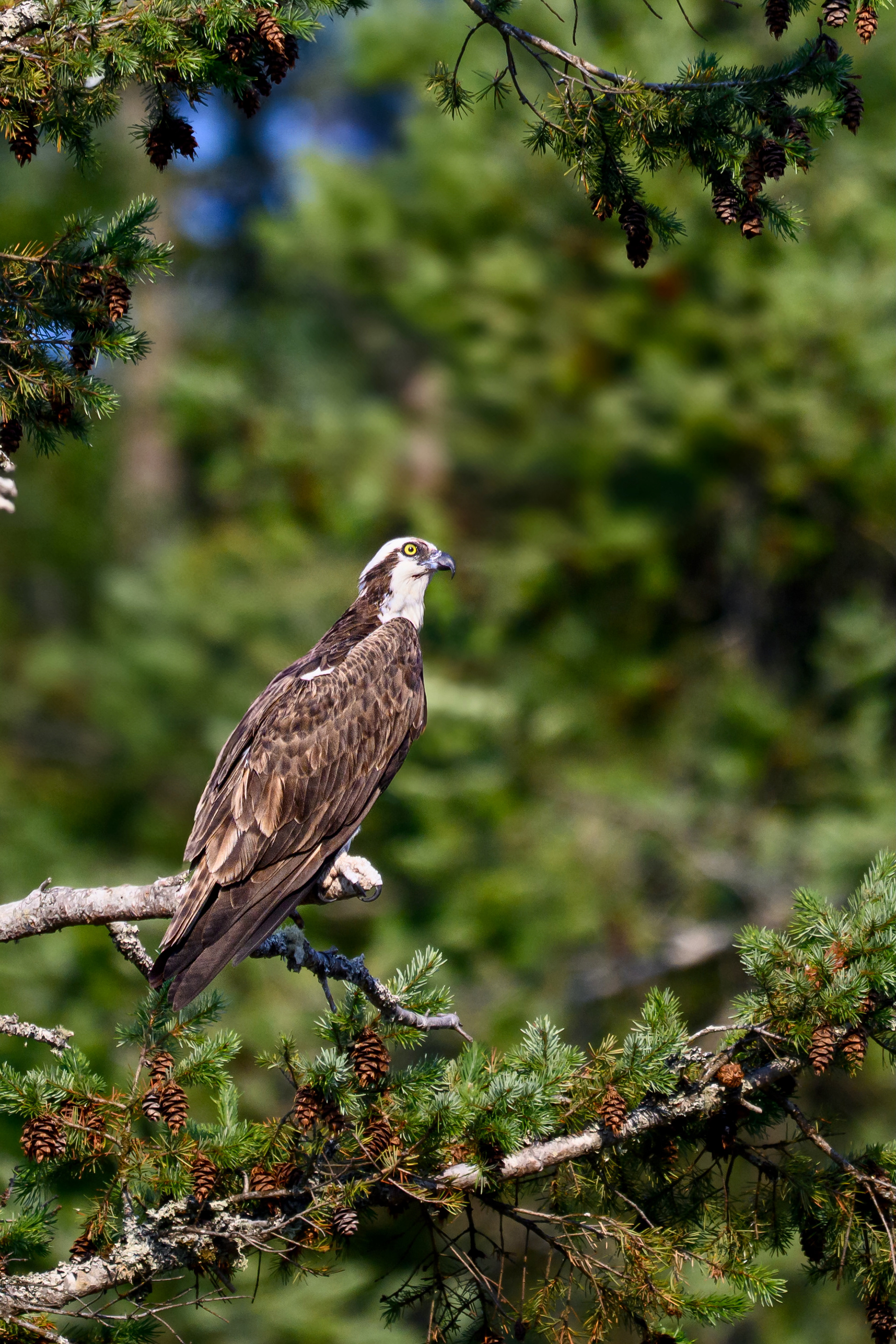 Vancouver Island, BC, Canada