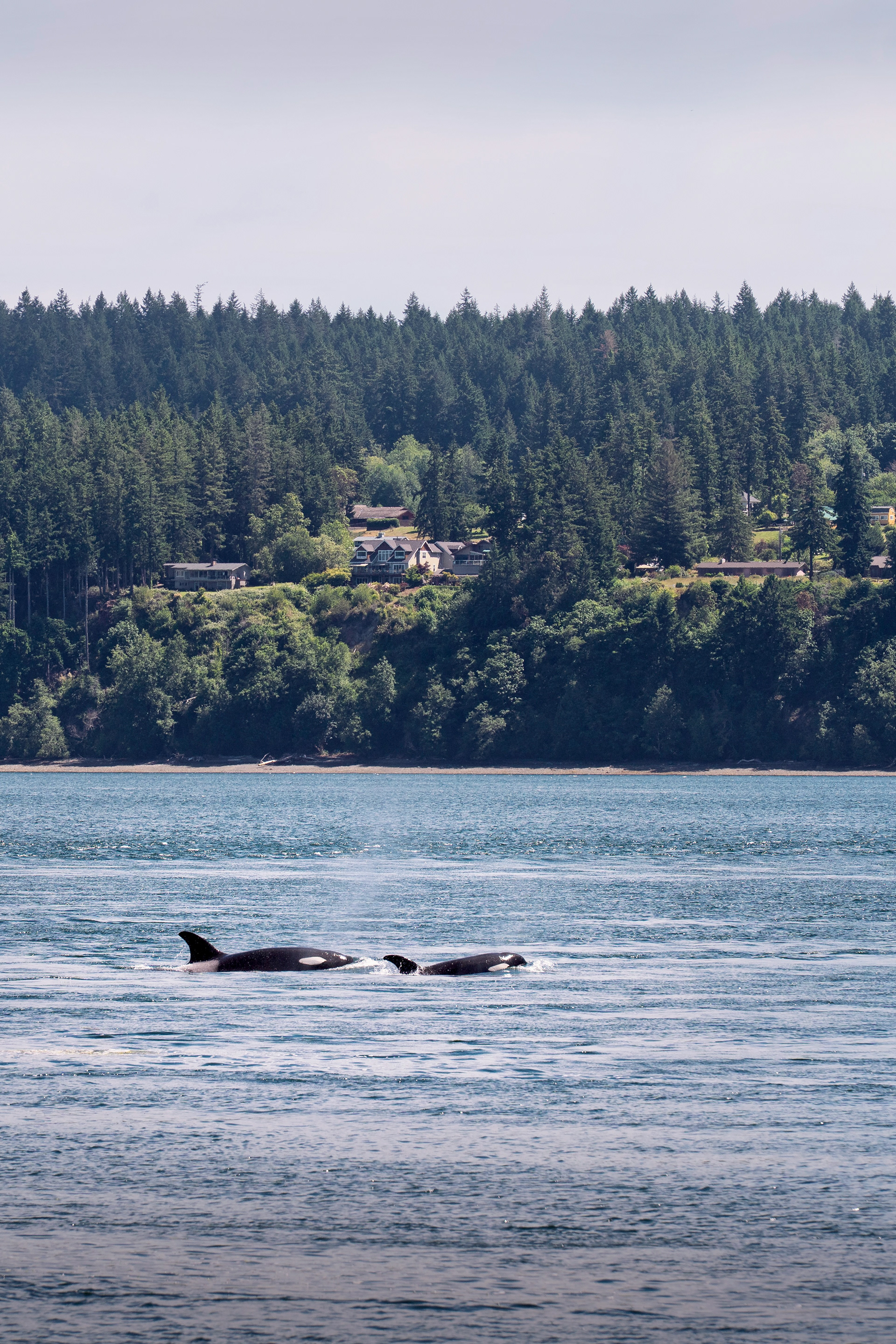 Hood Canal, WA