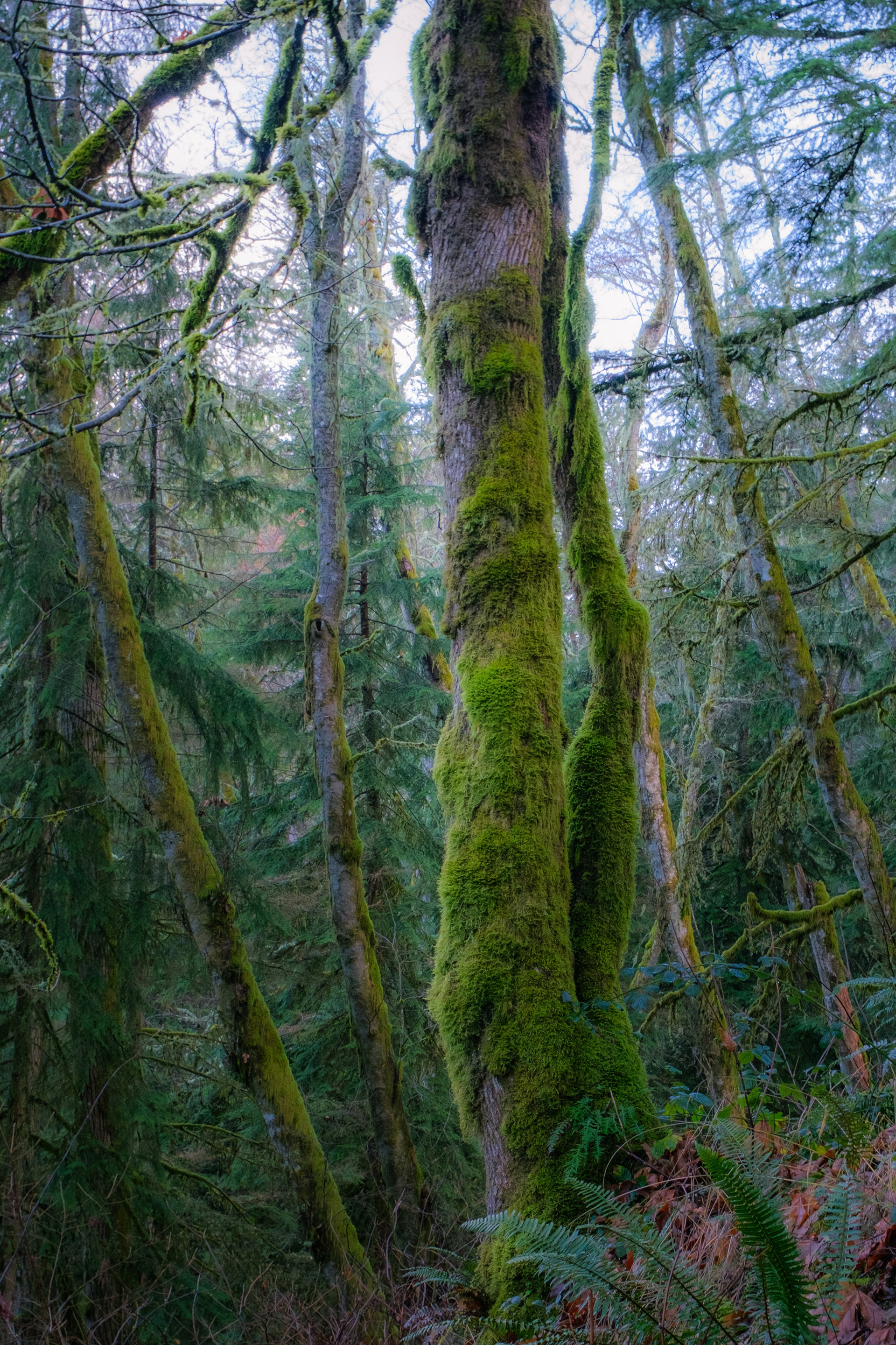Bellingham, Washington / Fujifilm X-T4