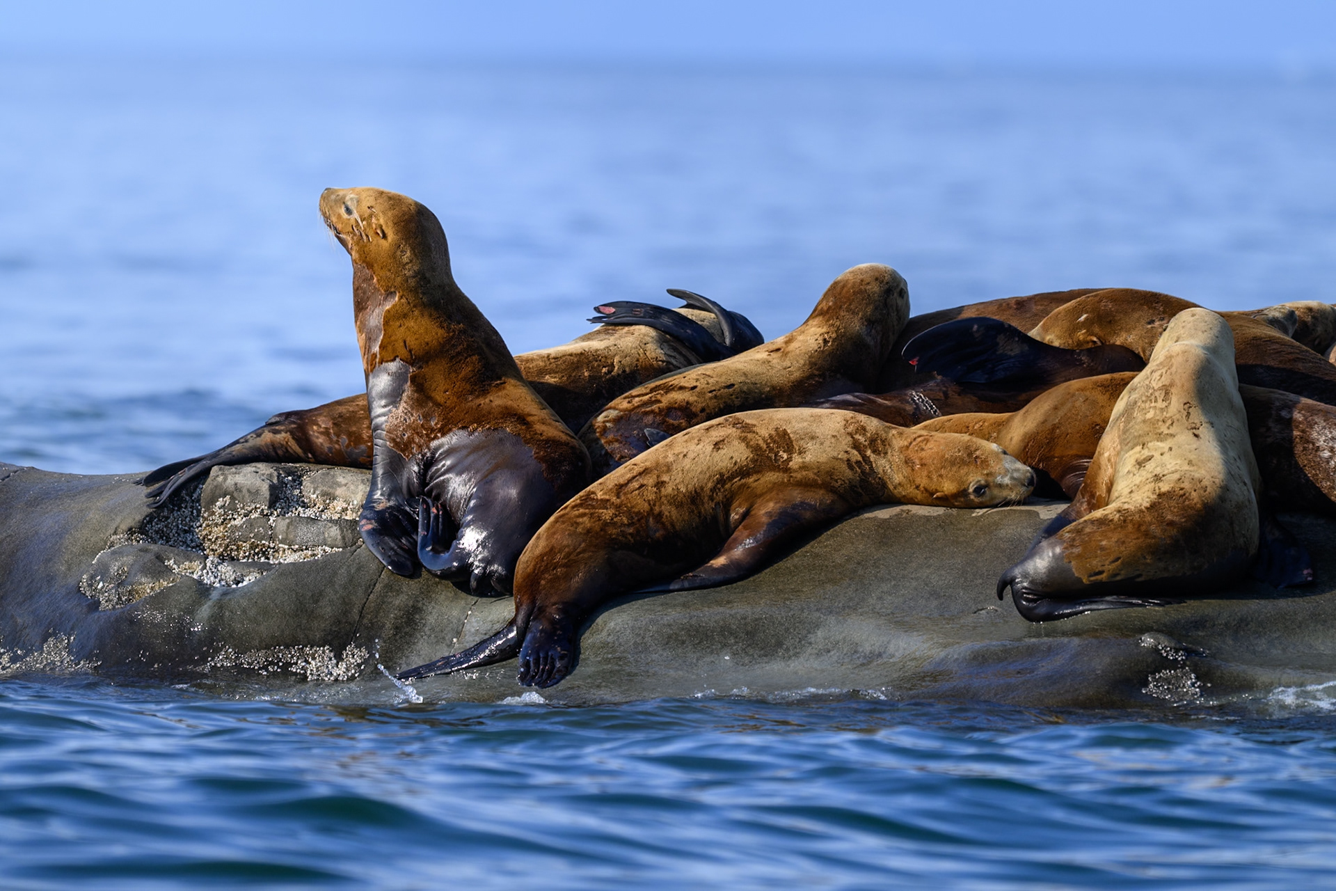 Vancouver Island, BC, Canada