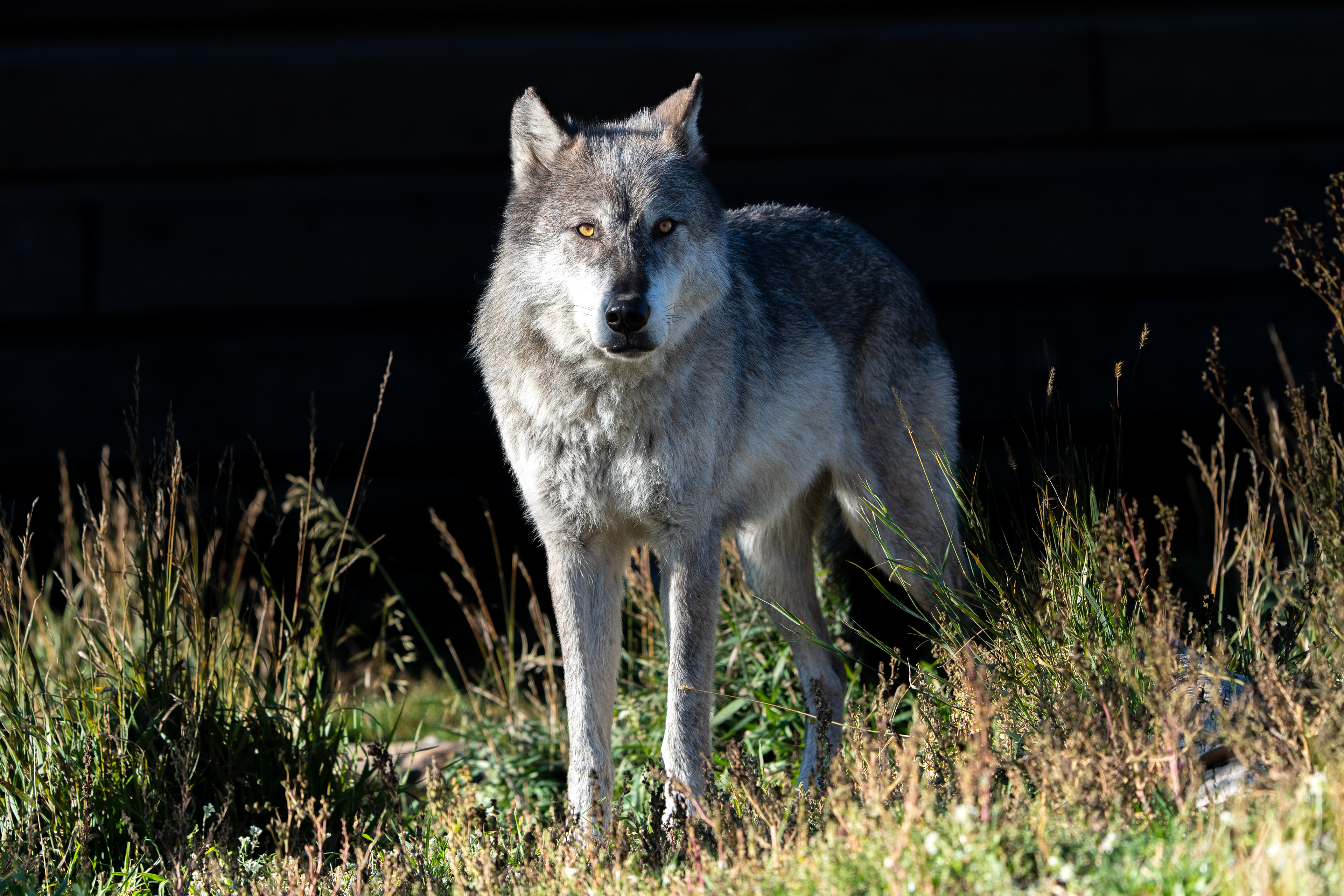 Grizzly & Wolf Sanctuary, Yellowstone, MT