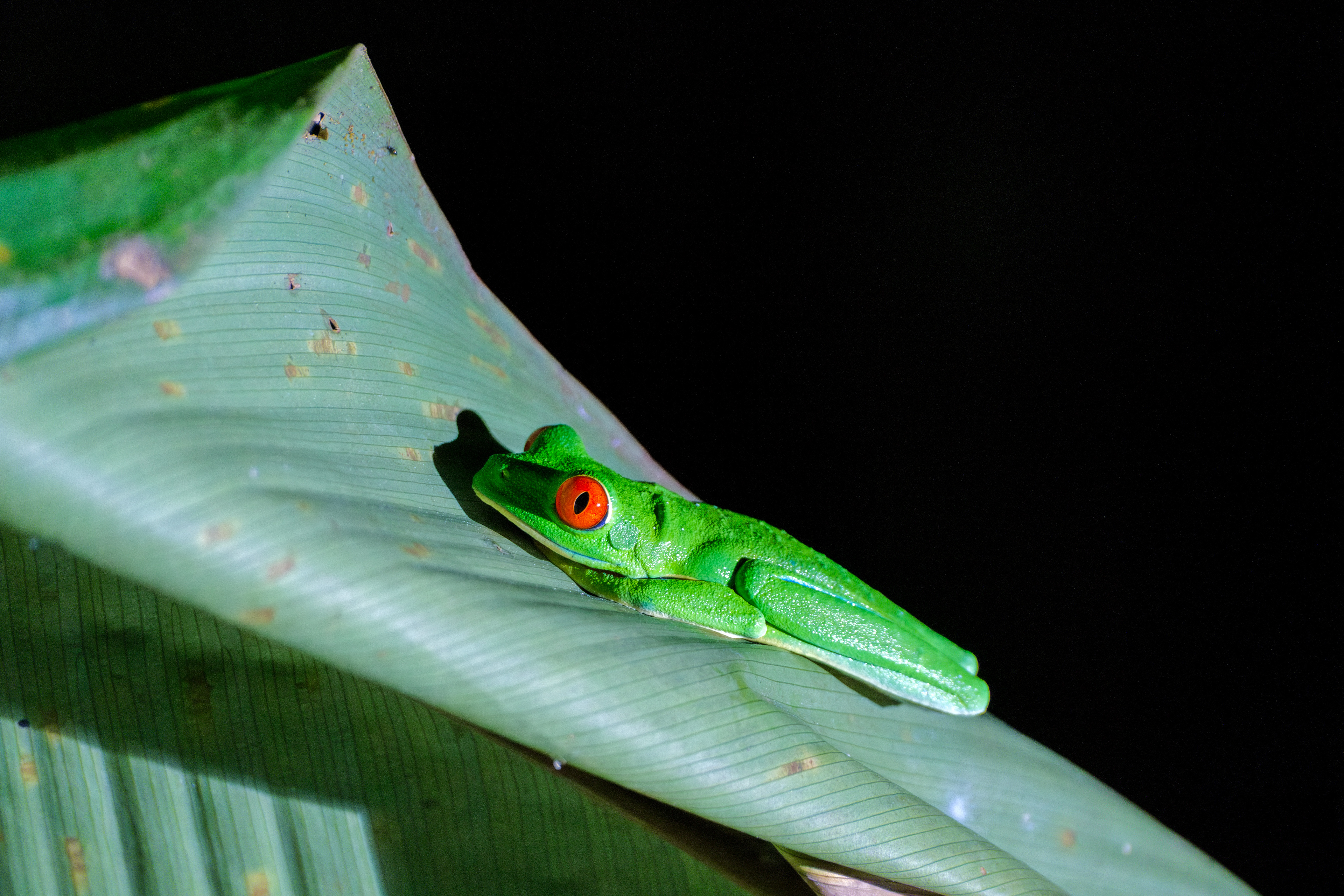 Fujifilm X-T4 / Fujinon 70-300mm