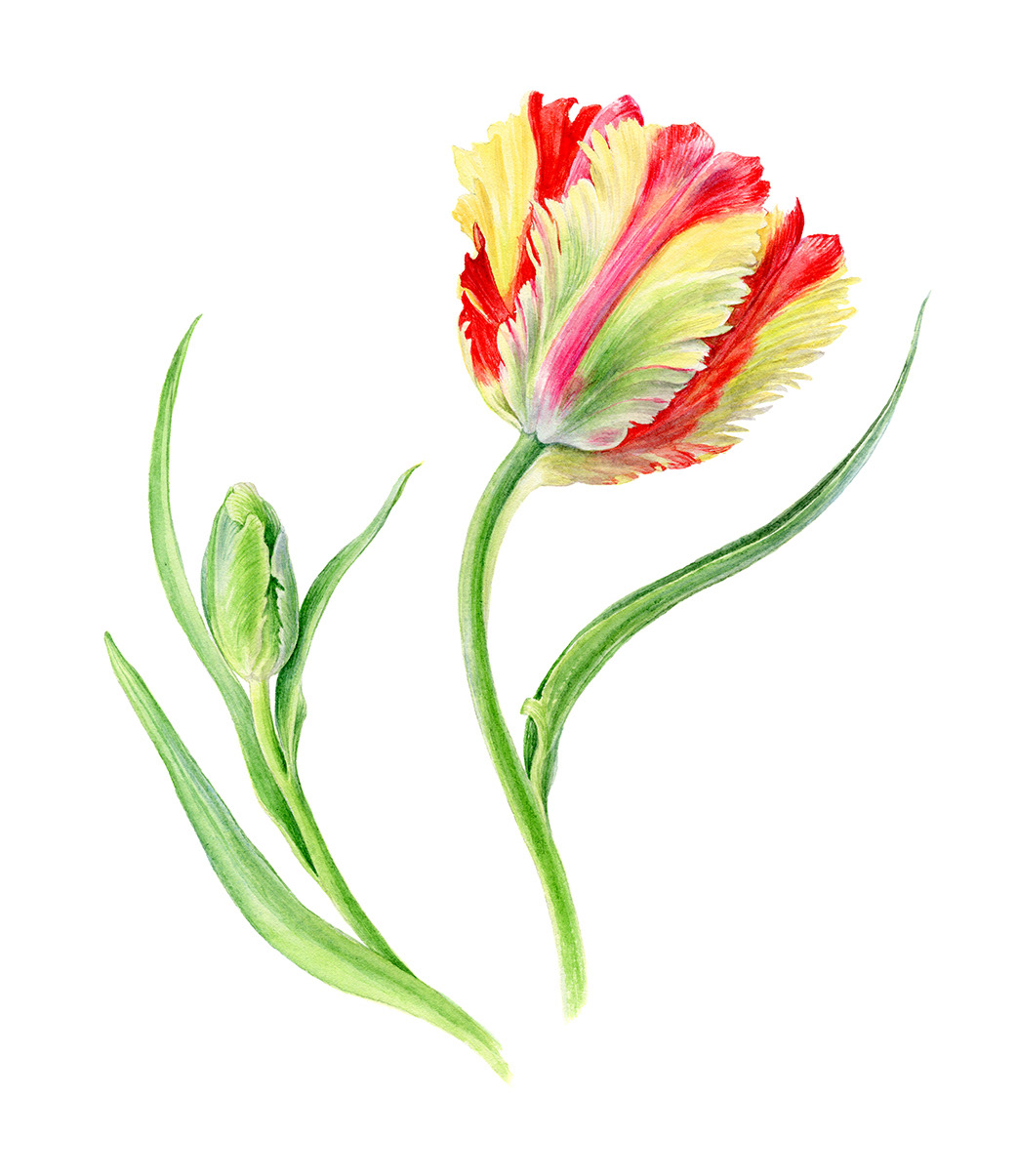 Anna Suprunenko - Spring Flowers