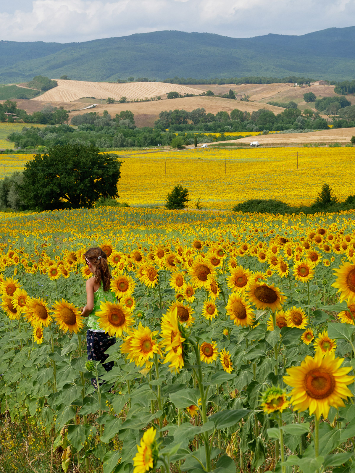 Sunflower Fields