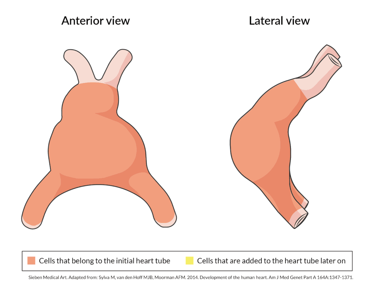 Sieben Medical Art Medical illustrations for elearning