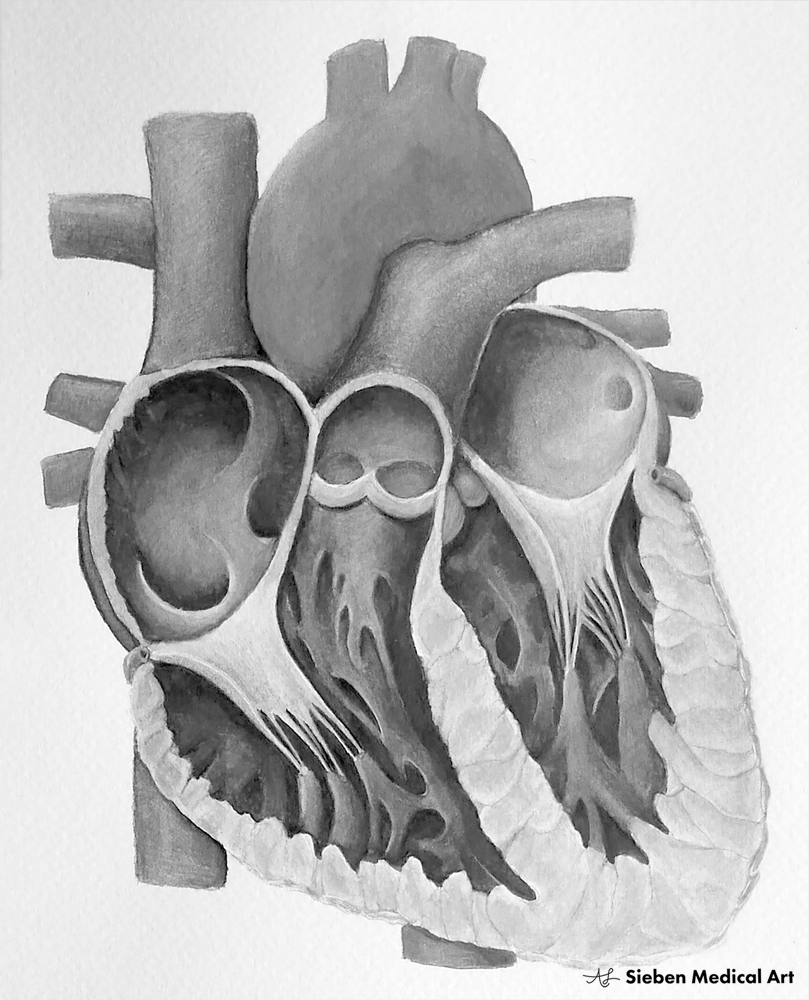 Initial drawing on which the illustration was based