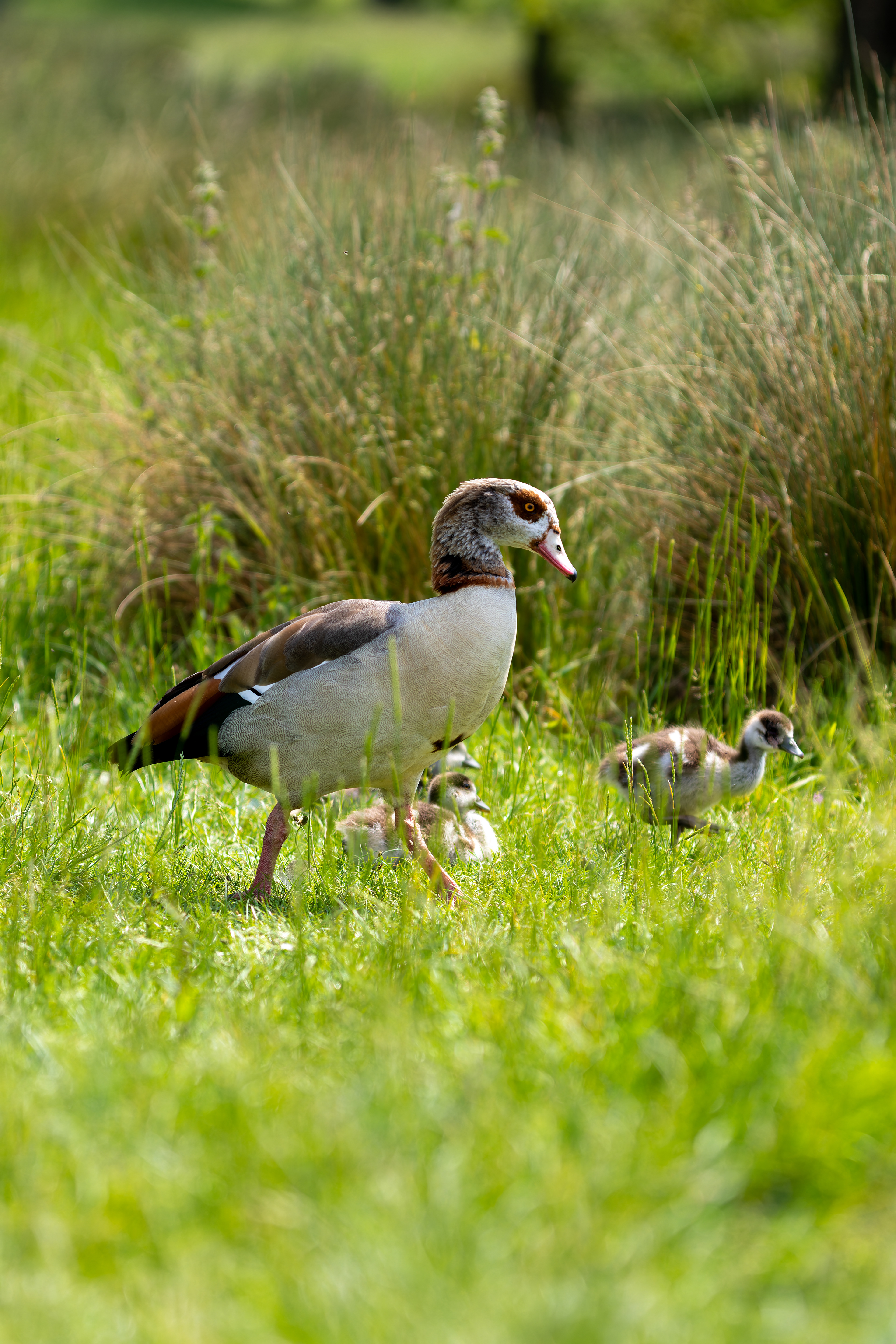 Egyptian Geese