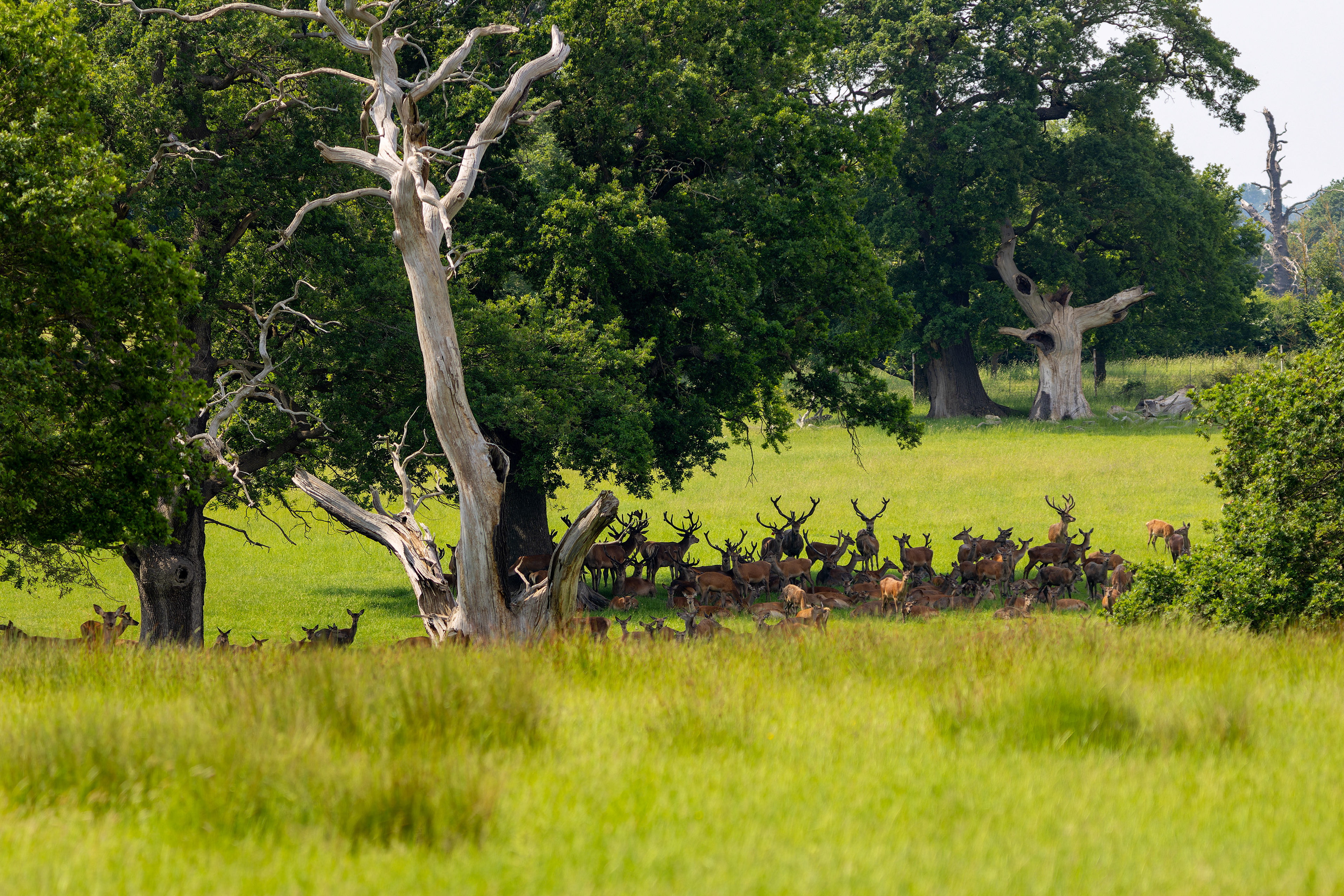 Red Deer Herd