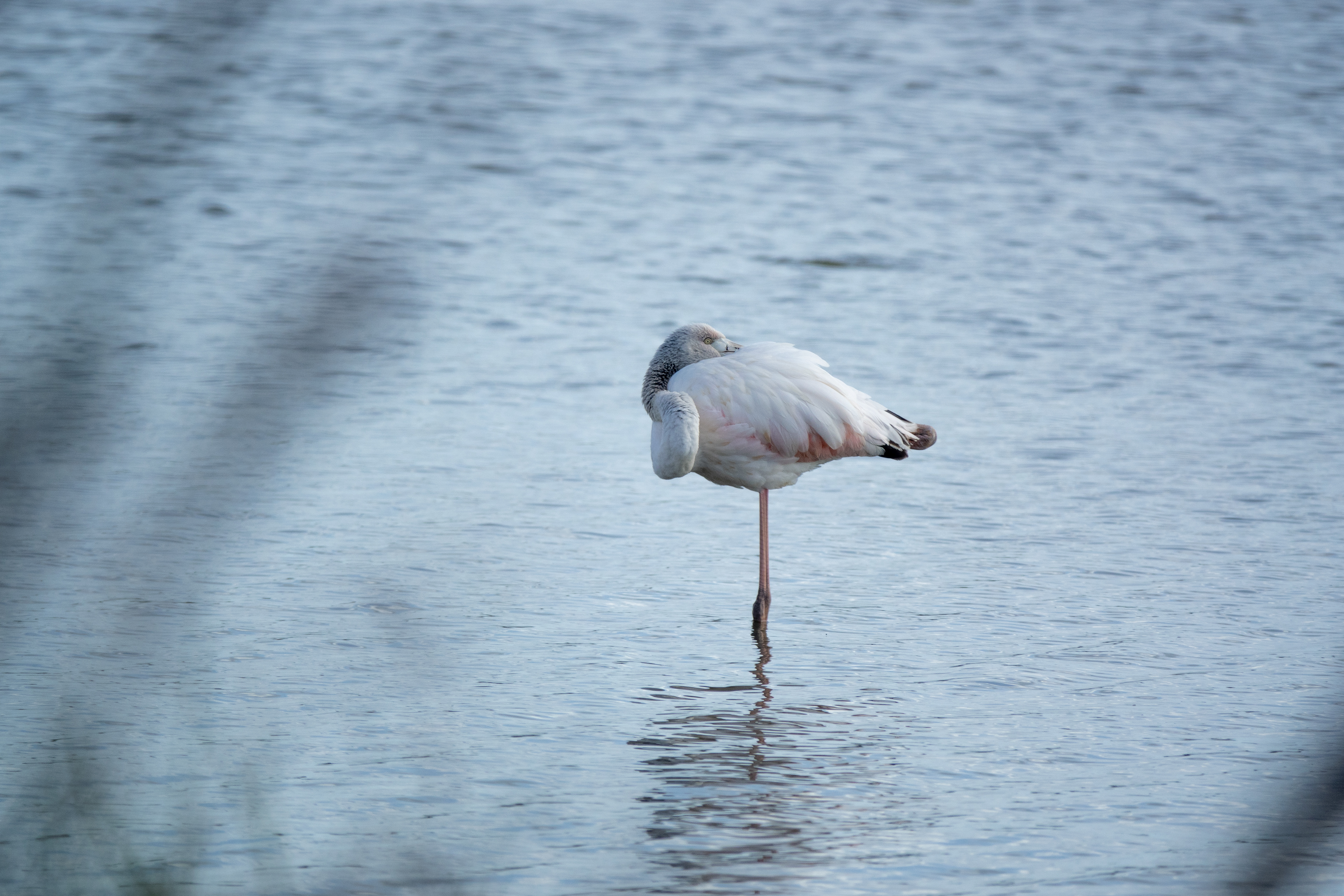Greater Flamingo