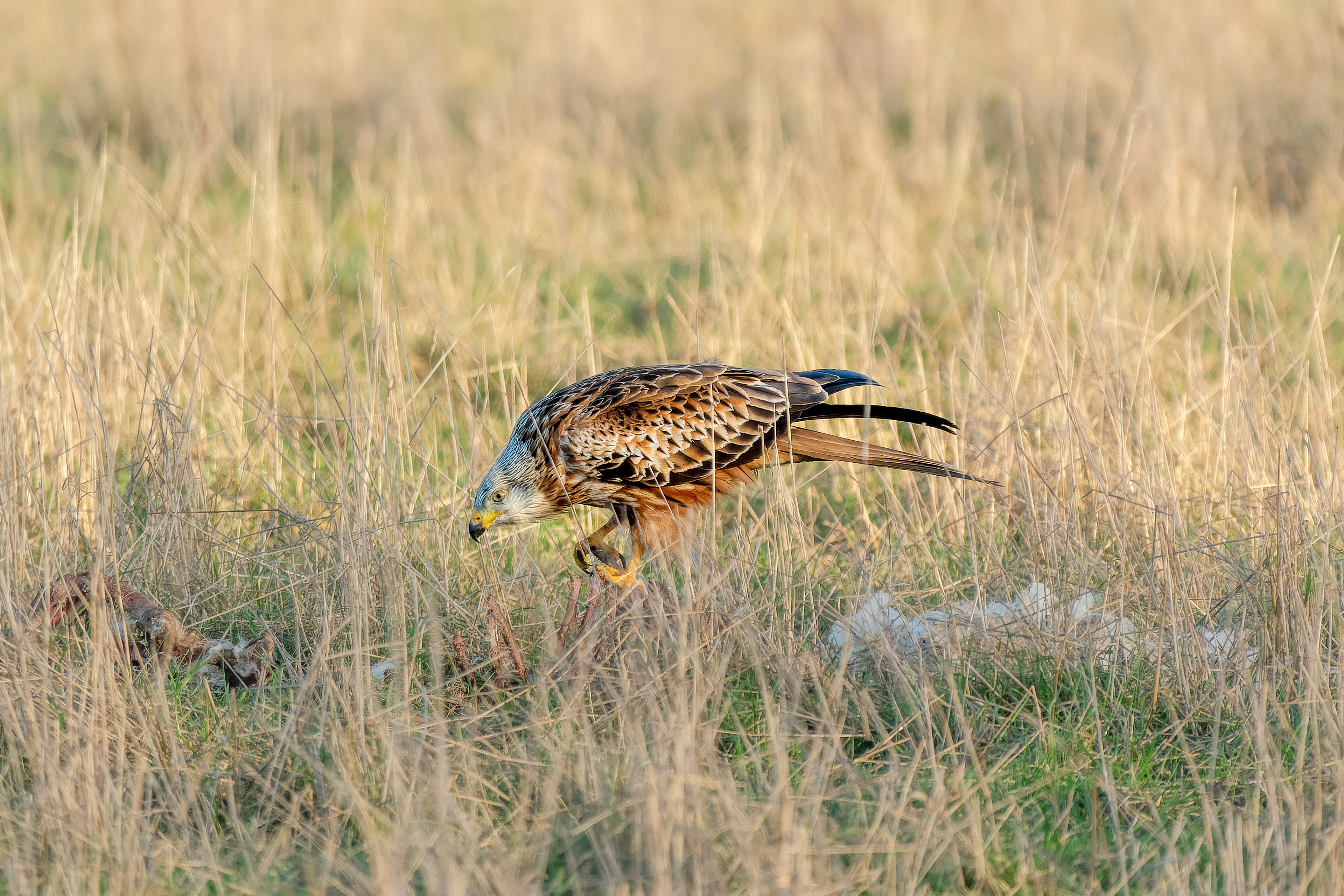 Red Kite