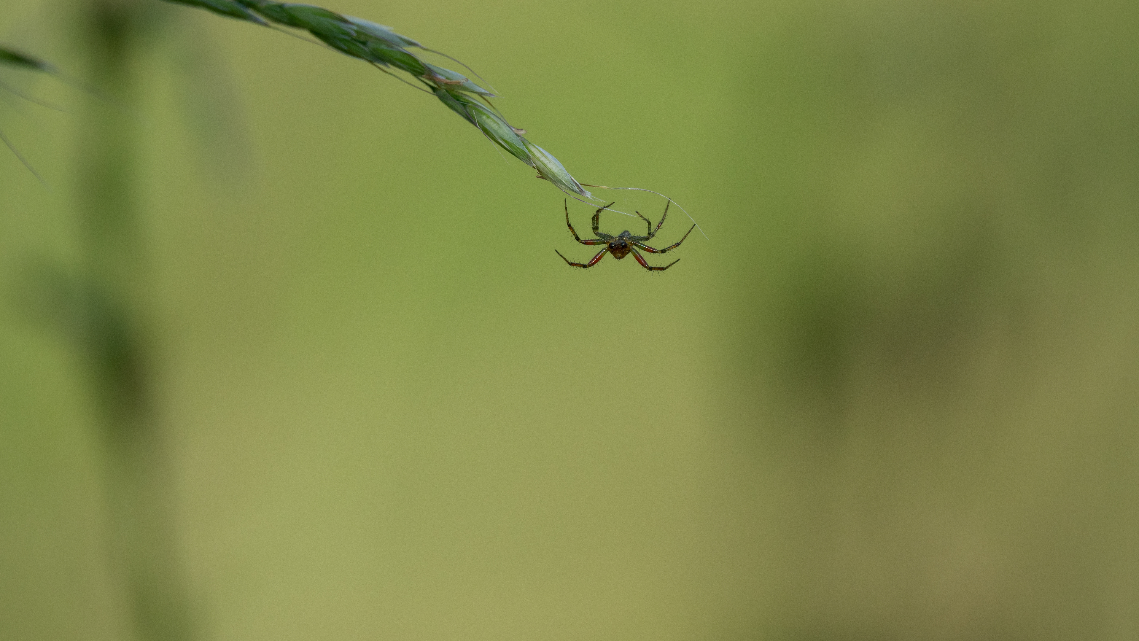 Cucumber Spider