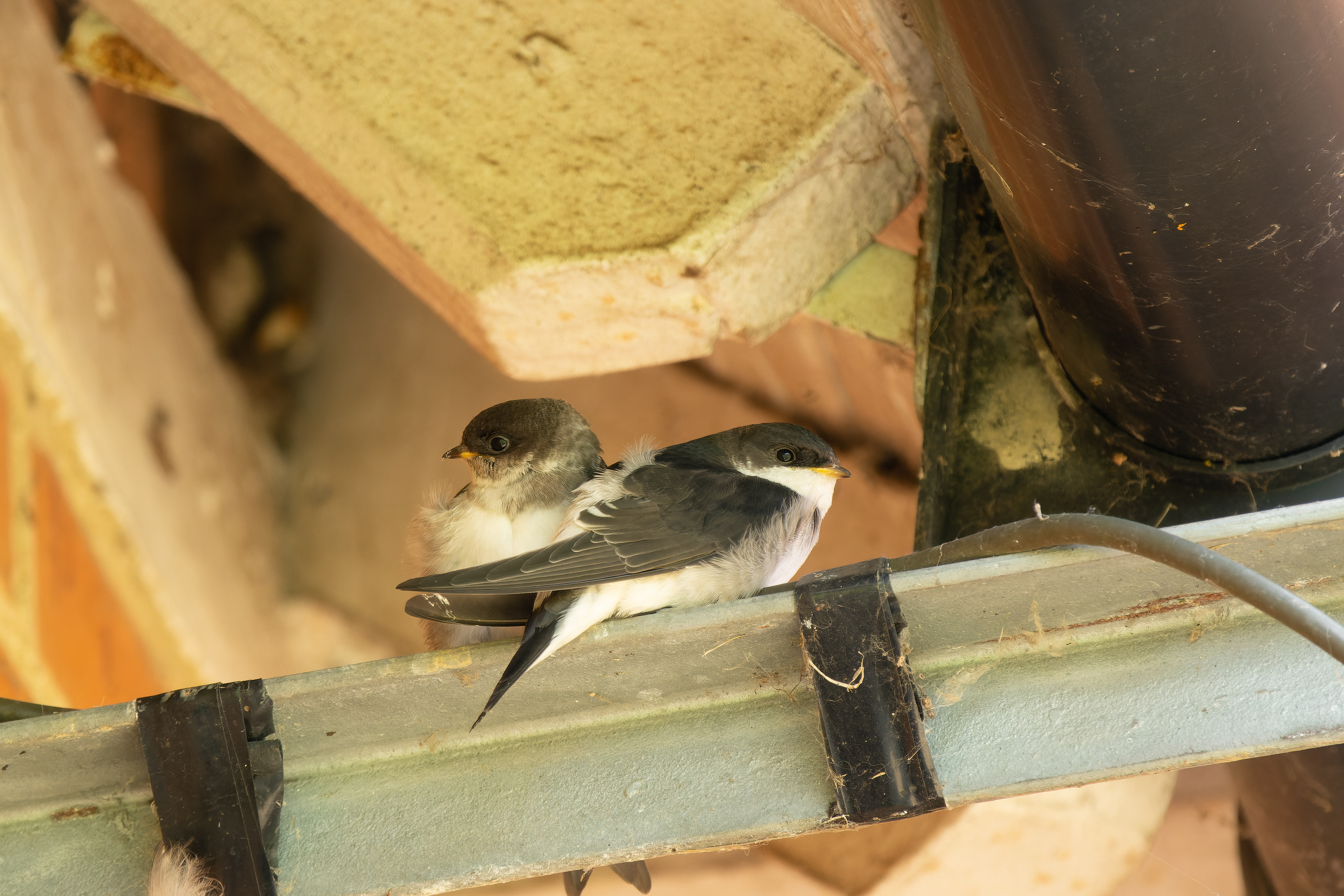 House Martin