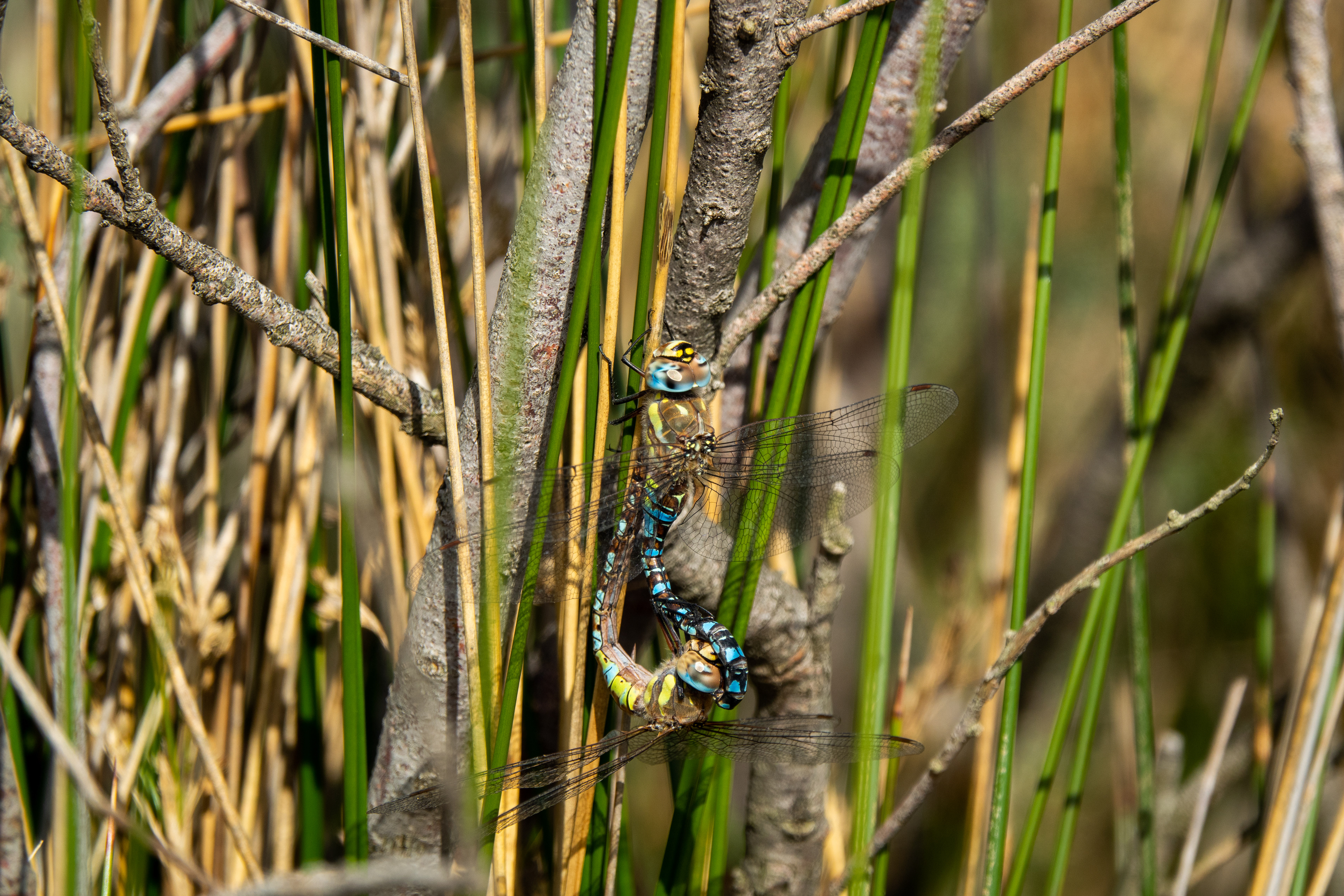 Dragonfly Pair