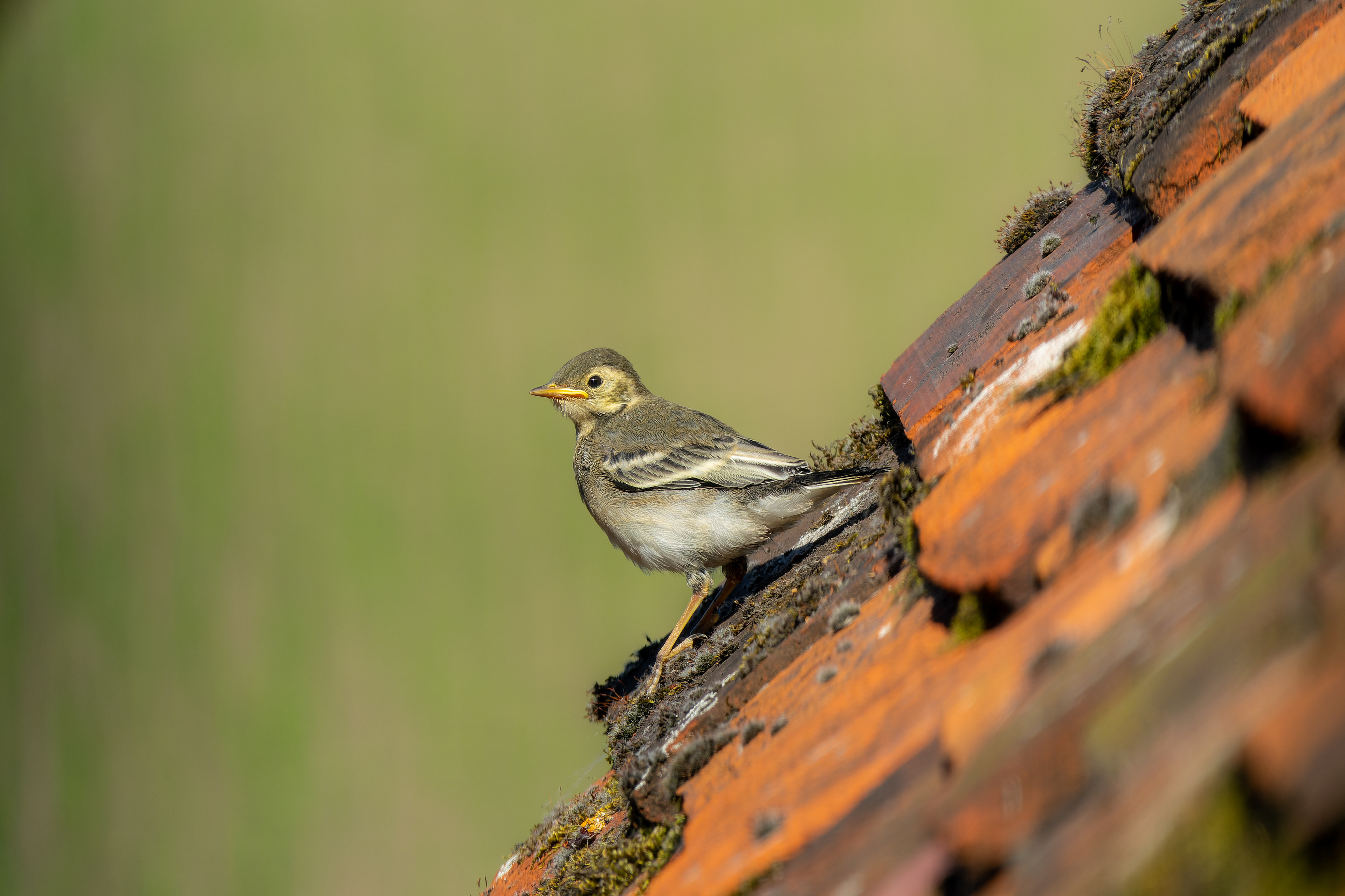 Wagtail