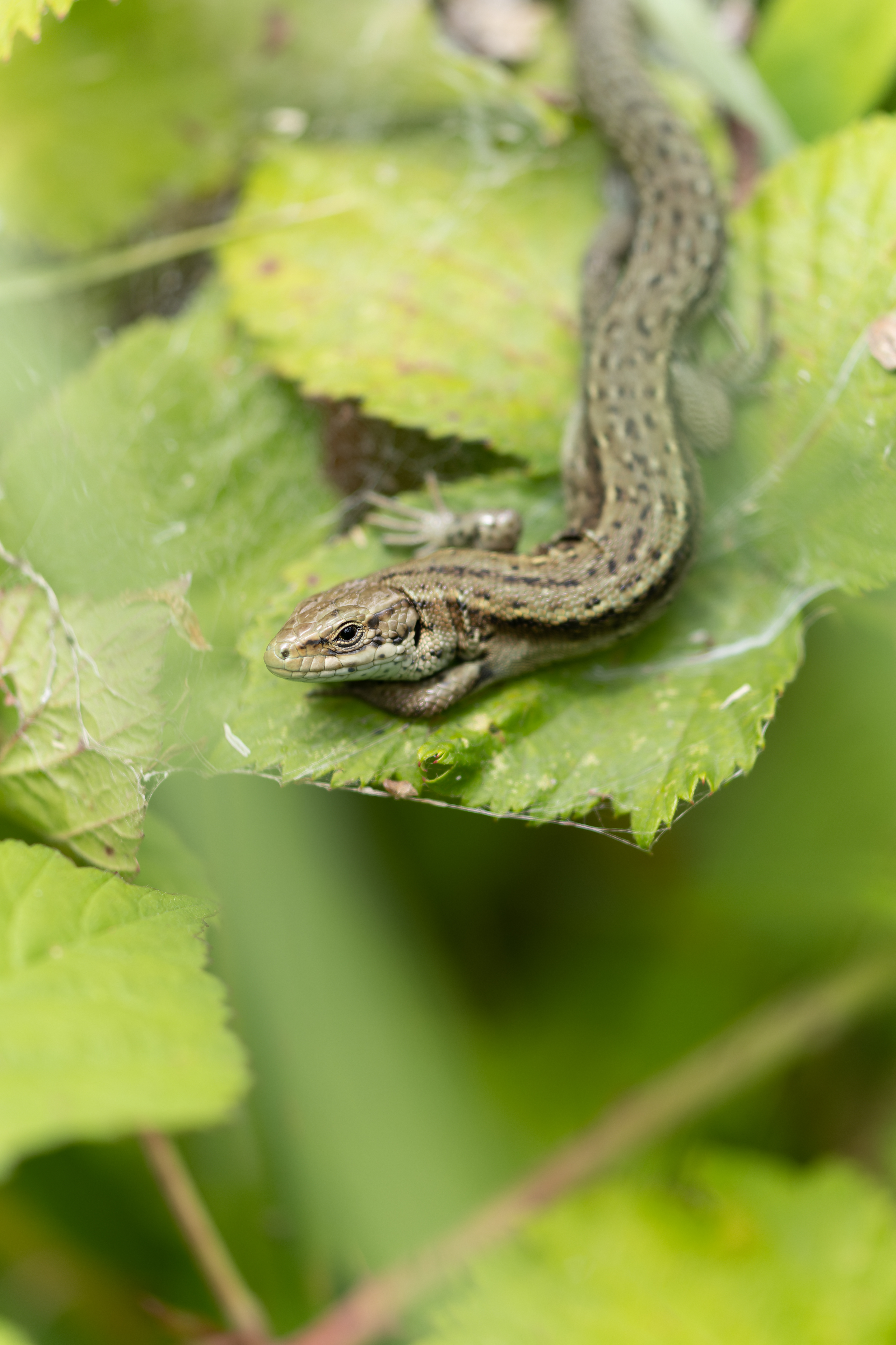 Common Lizard