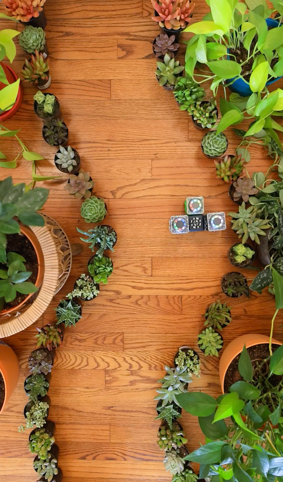 Cubelets | Plant Maze: I created a plant maze for Cubelets Robots to navigate.