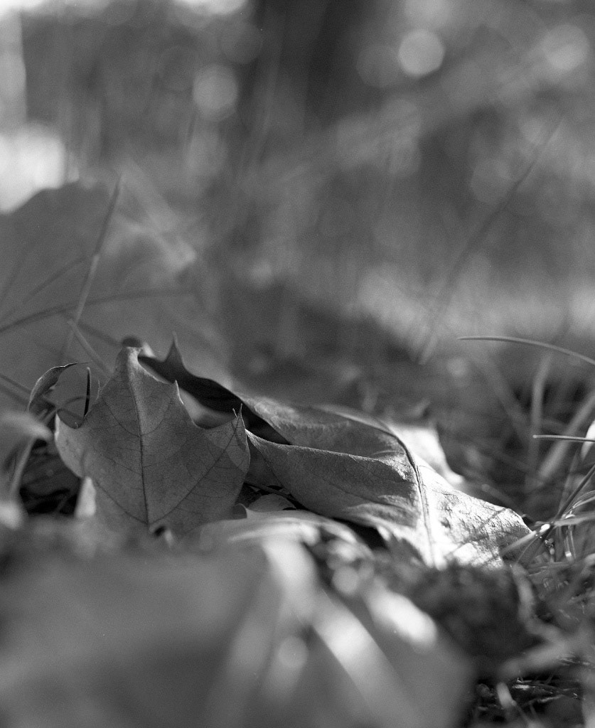 Deux feuilles qui s'aiment