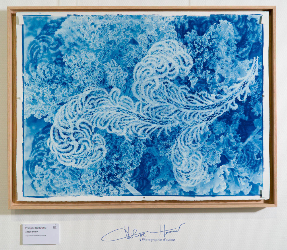Choux plume, tirage cyanotype Arches platine