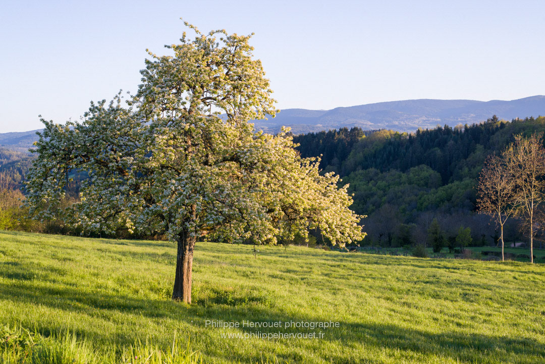 Le Bos, Champoly