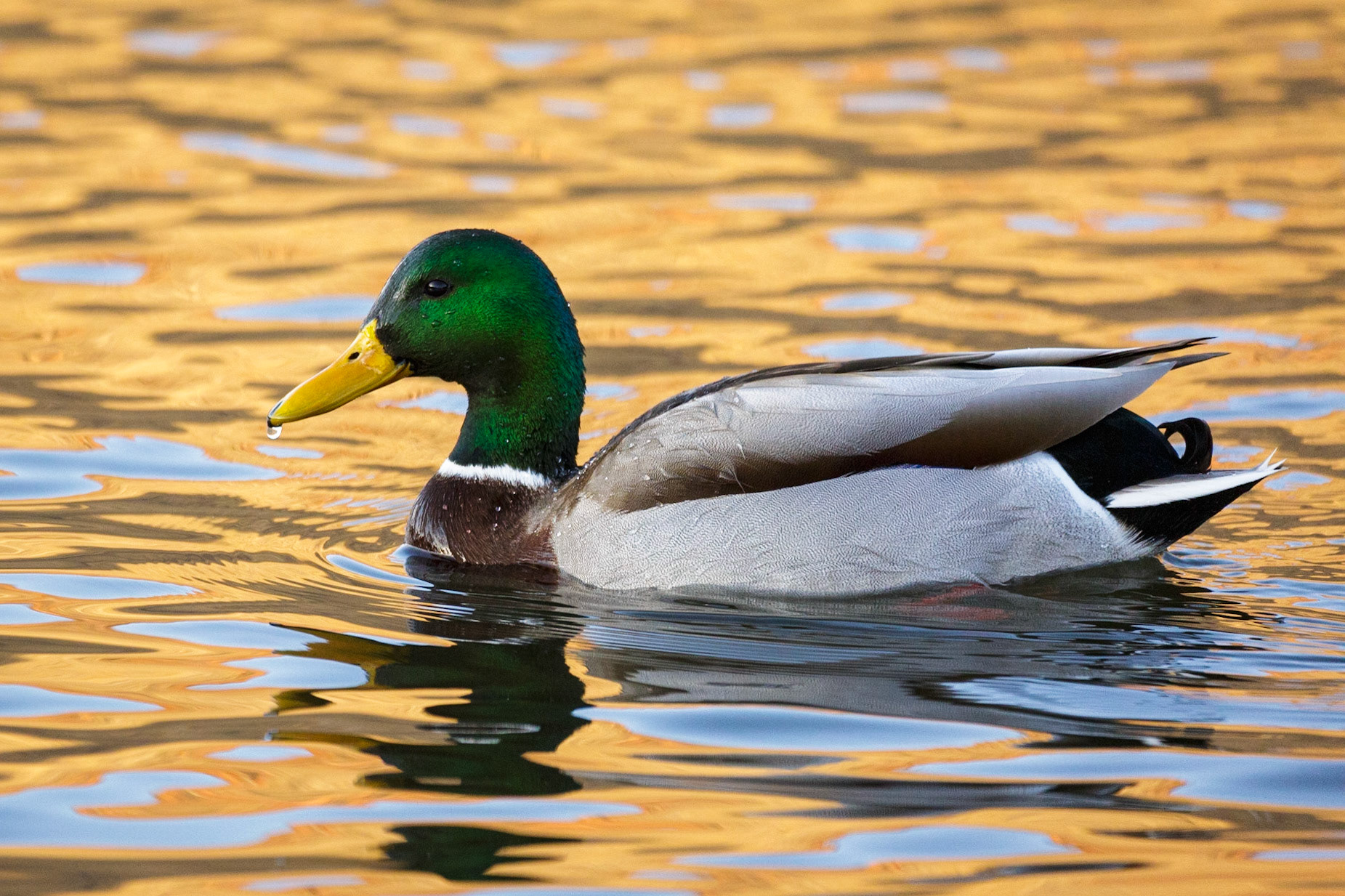 Floating in Reflections