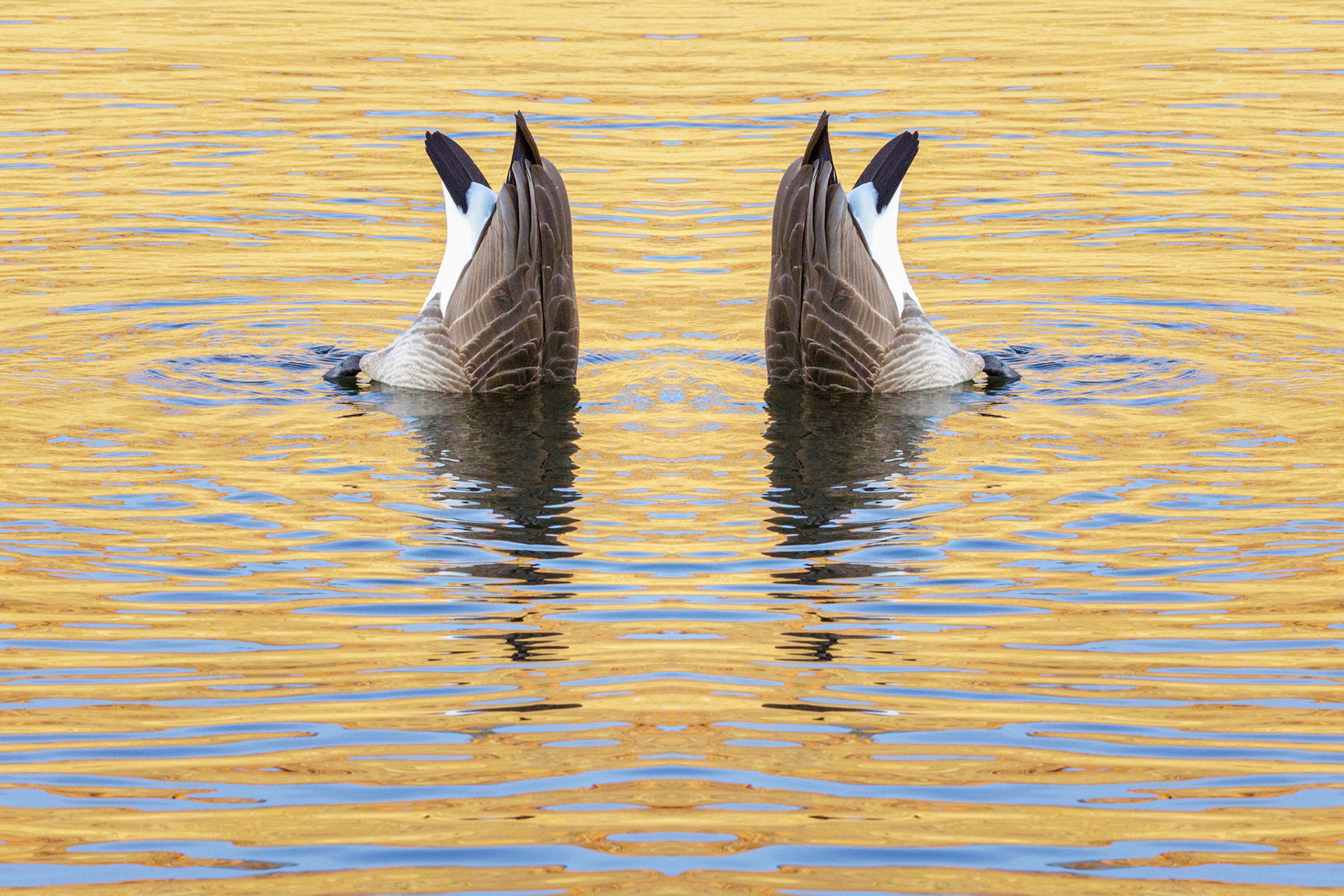 So many "reflections"!