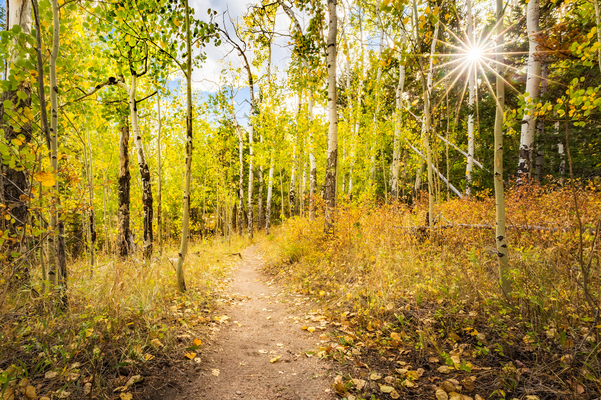 "Fall is in the Air" (Limber Pine Trail, Hermit Park Open Space, Larimer County, CO)