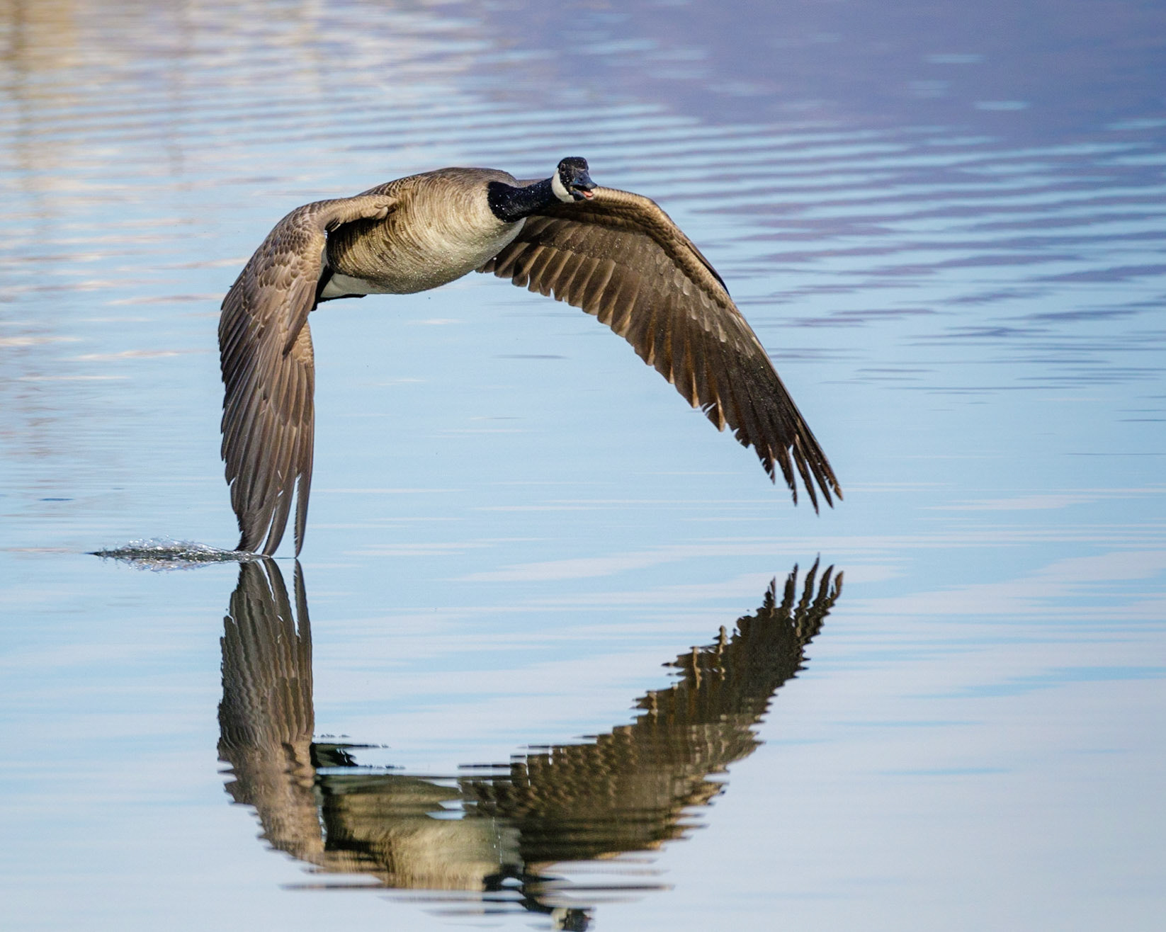 Wing Tip