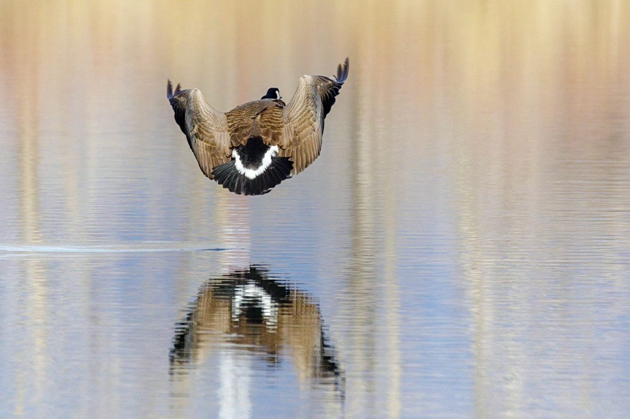 Hover Craft