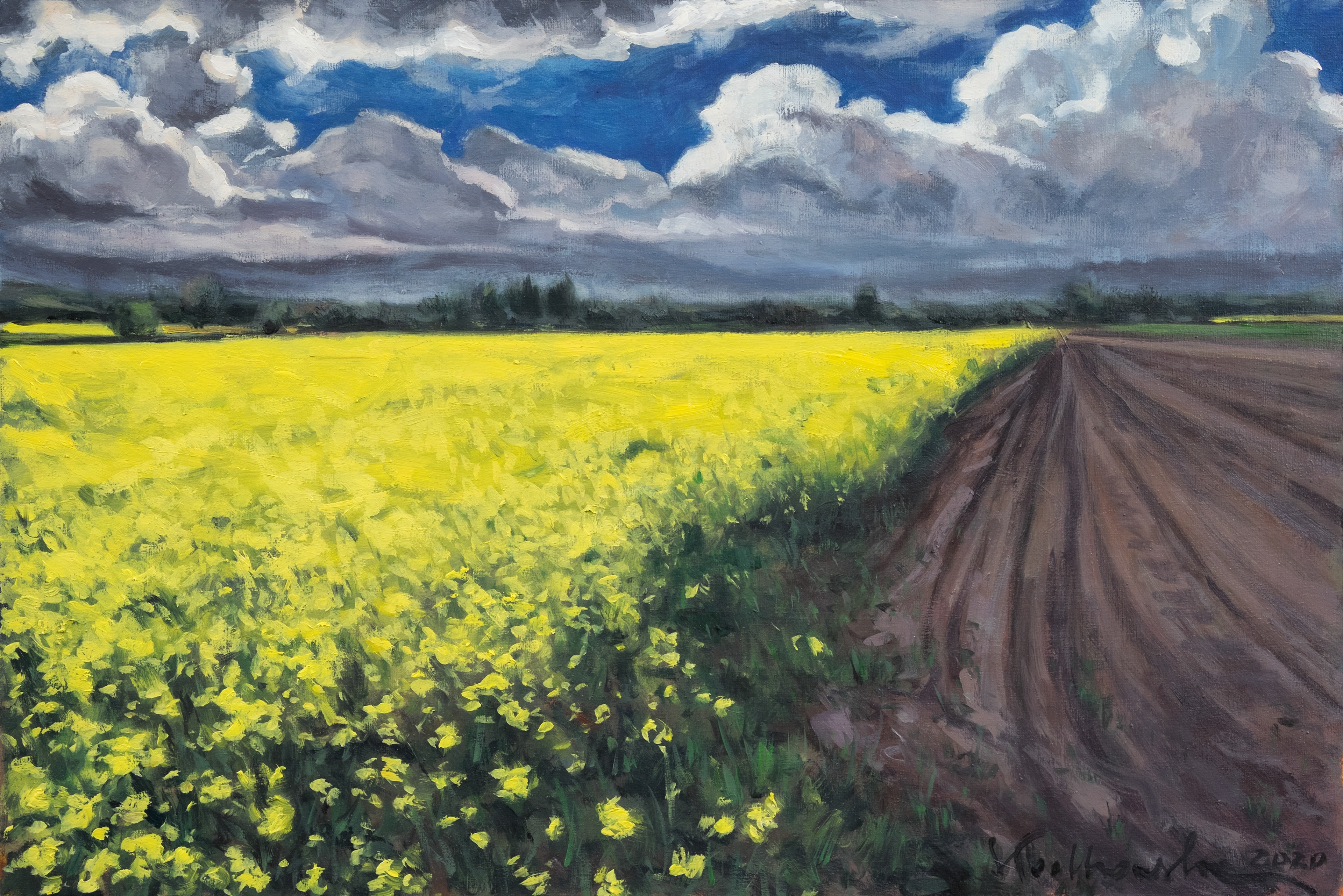 Rzepakowe pole 2. Mazowsze. - obraz olejny na płótnie 60 x 40 cm  /PRIVATE COLLECTION/