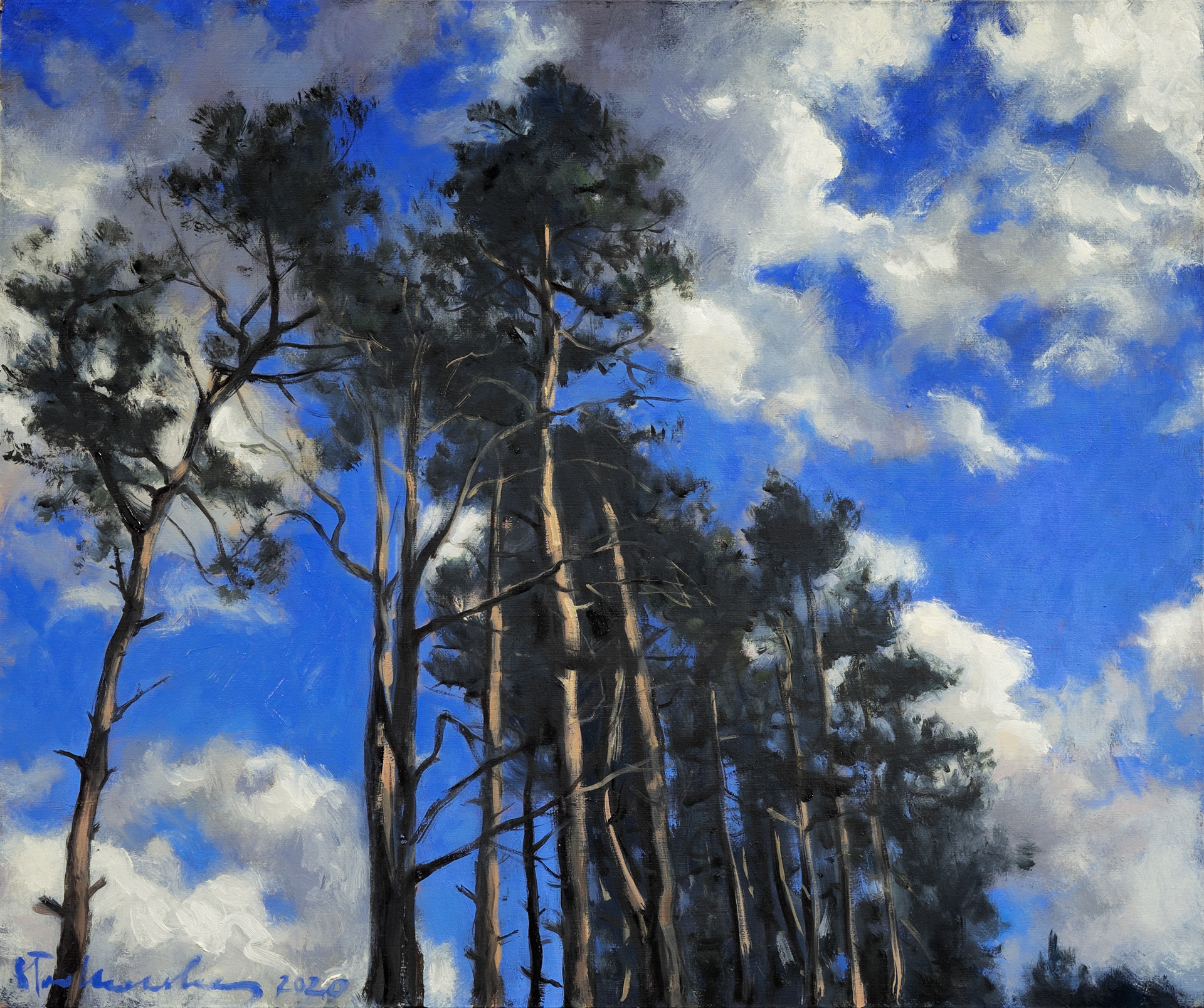 Sosny. Puszcza Bolimowska. - obraz olejny na płótnie 55 x 46 cm   /PRIVATE COLLECTION/