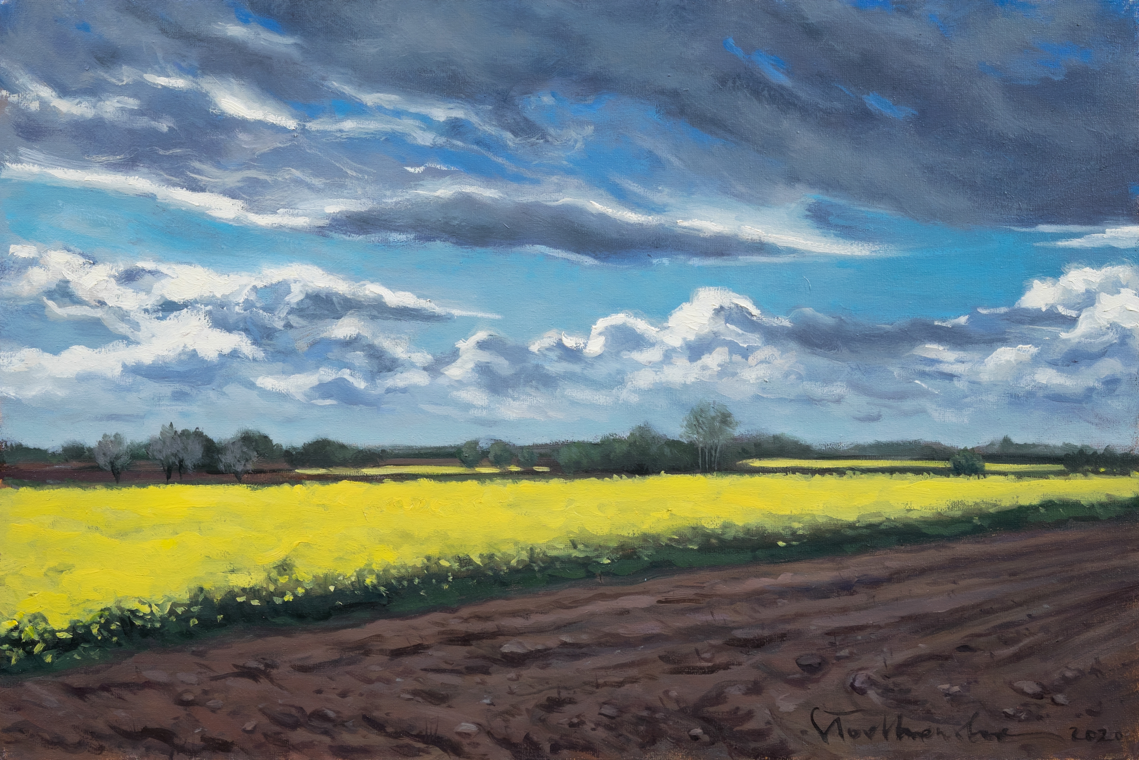 Rzepakowe pole. Mazowsze. - obraz olejny na płótnie 60 x 40 cm