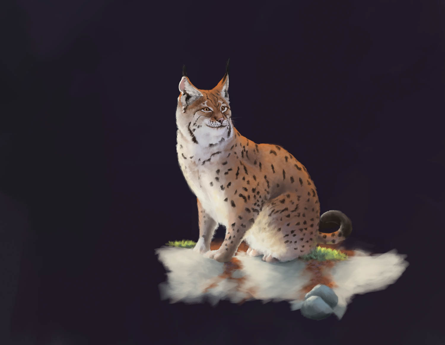 Luchs Tierstudie Illustration