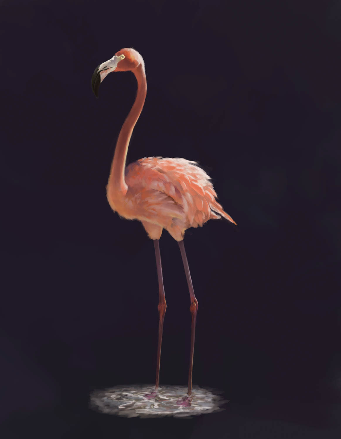 Flamingo Tierstudie Illustration