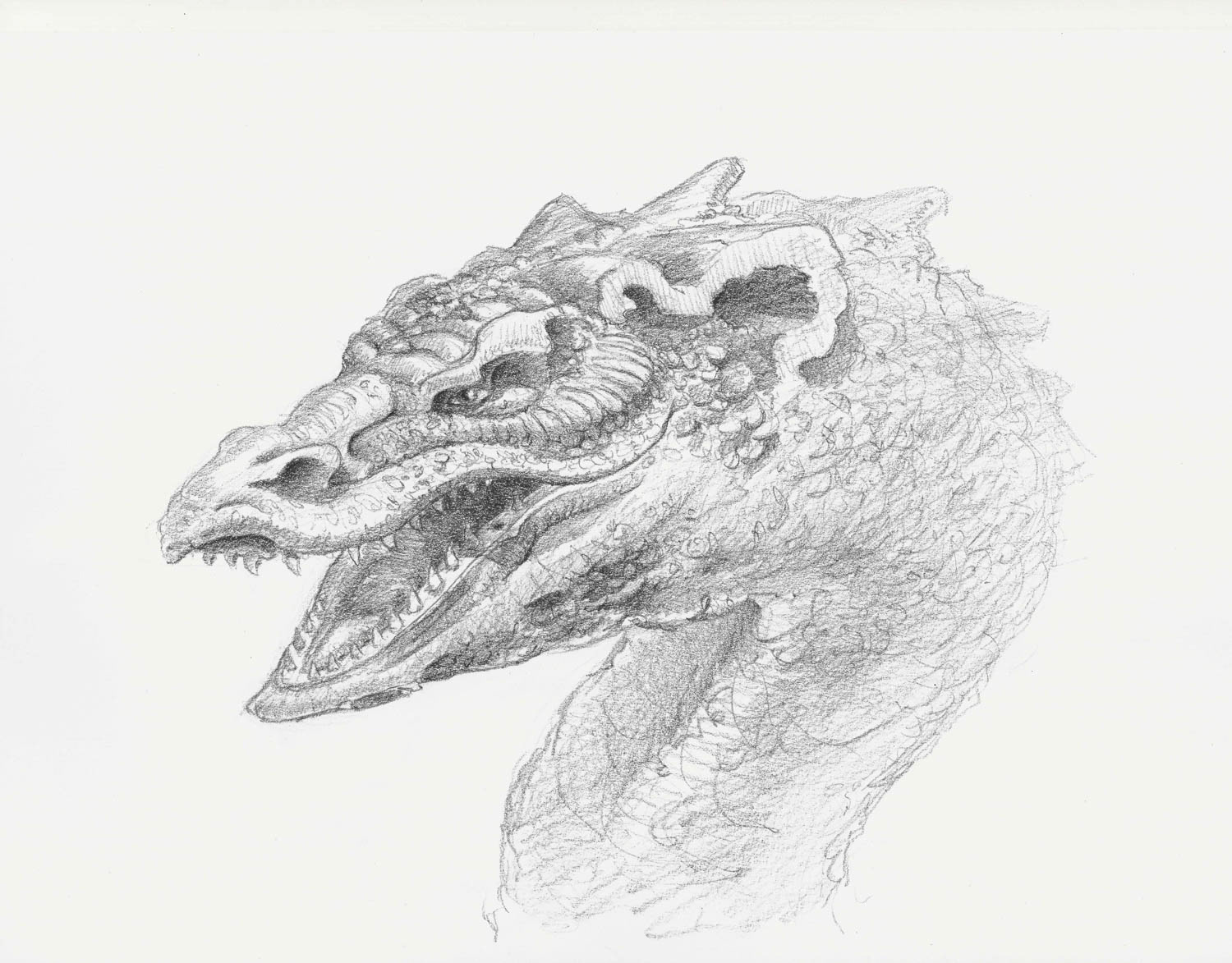 Drachenkopf Zeichnung