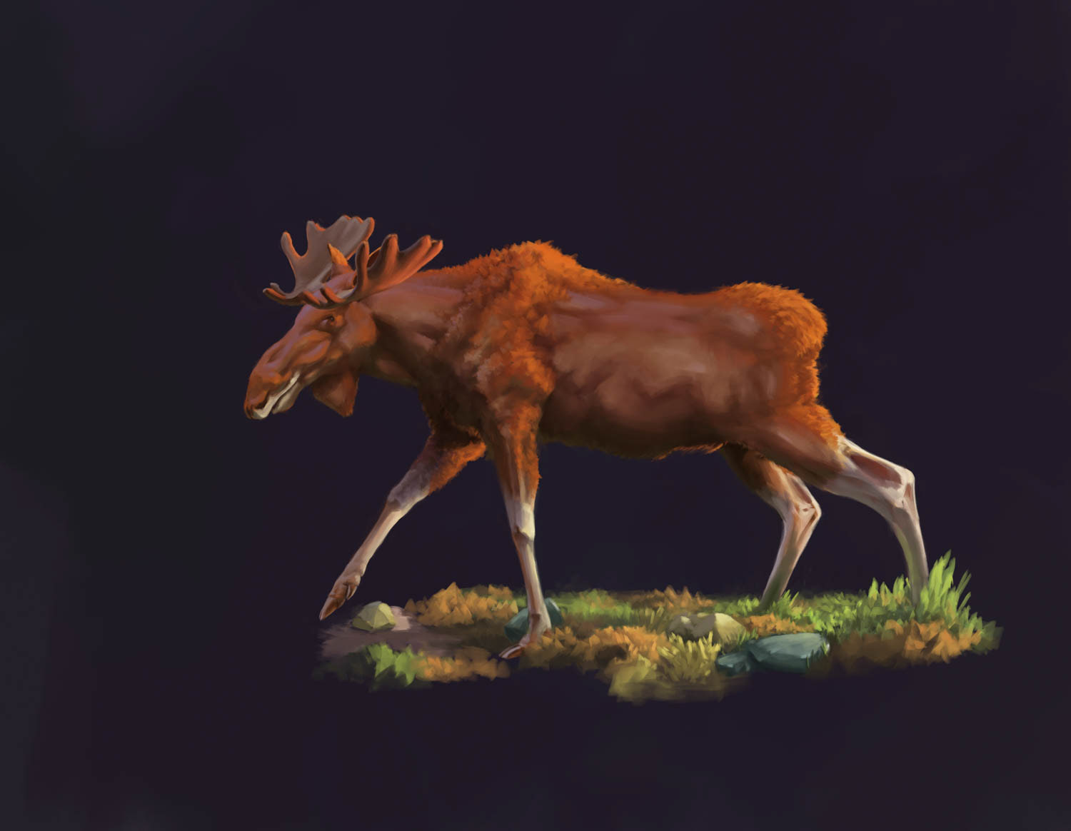 Elch Studie Tierillustration