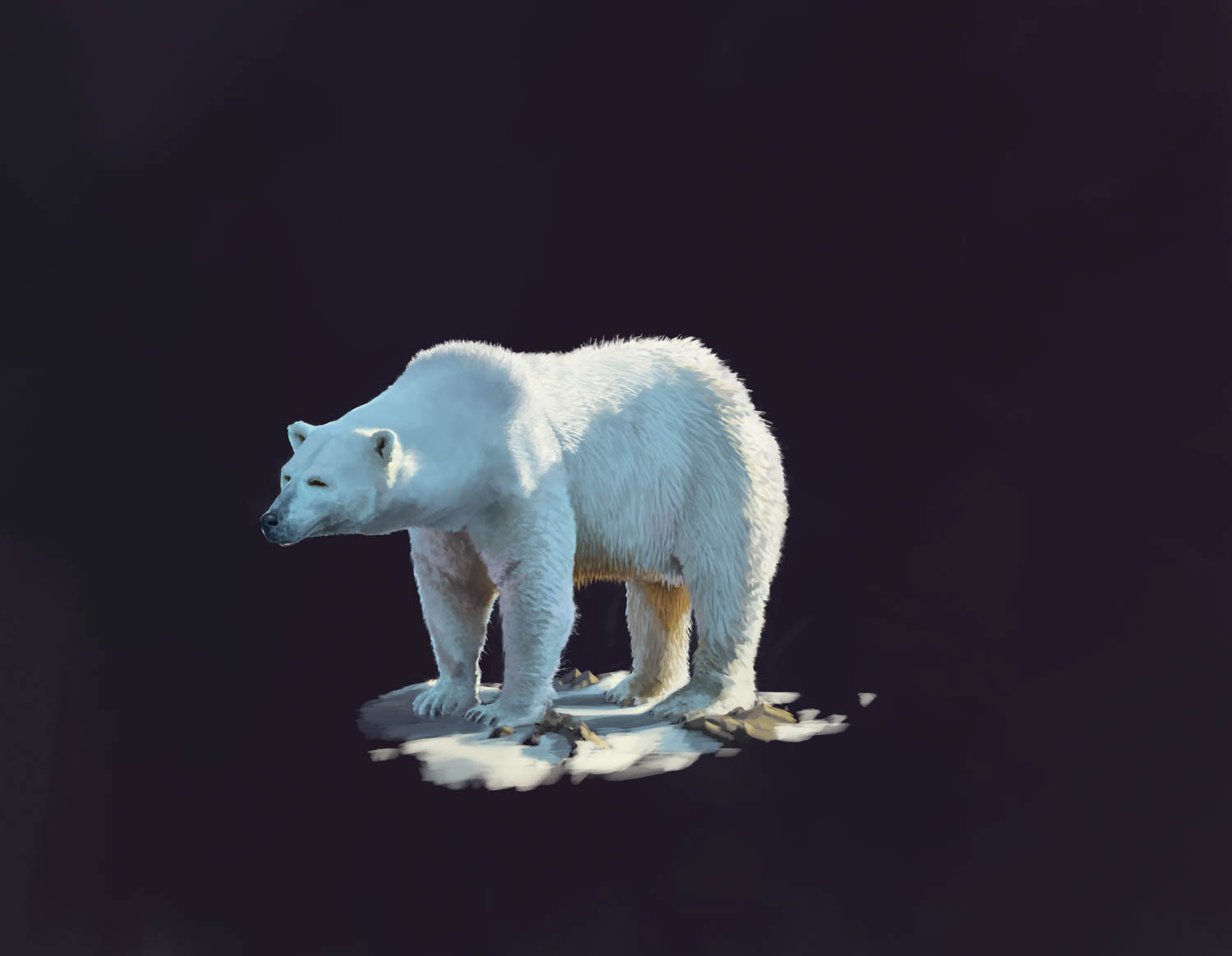 Eisbär Studie Tierillustration