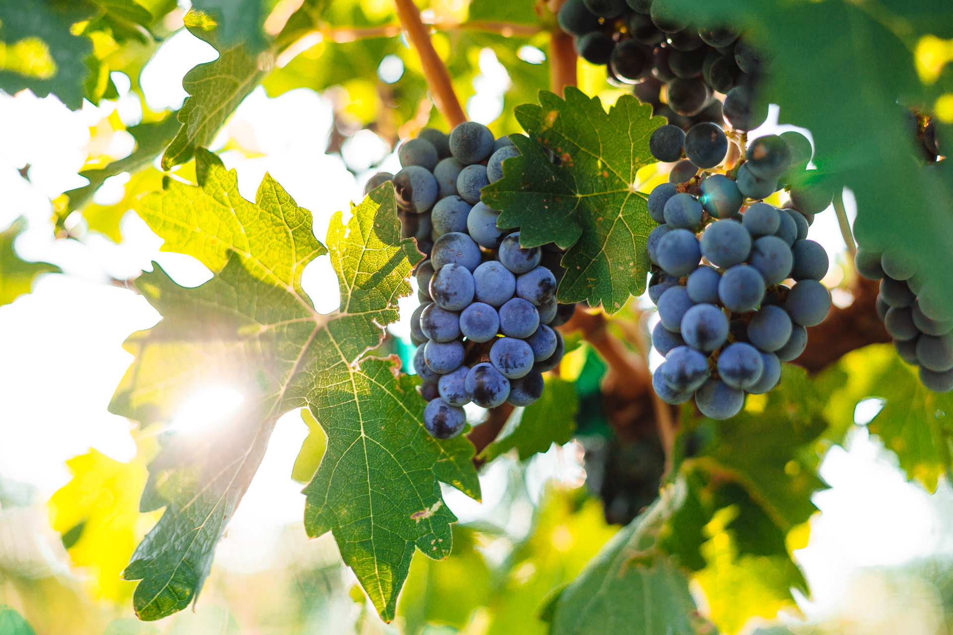 Sunrise at Four Tails Vineyard