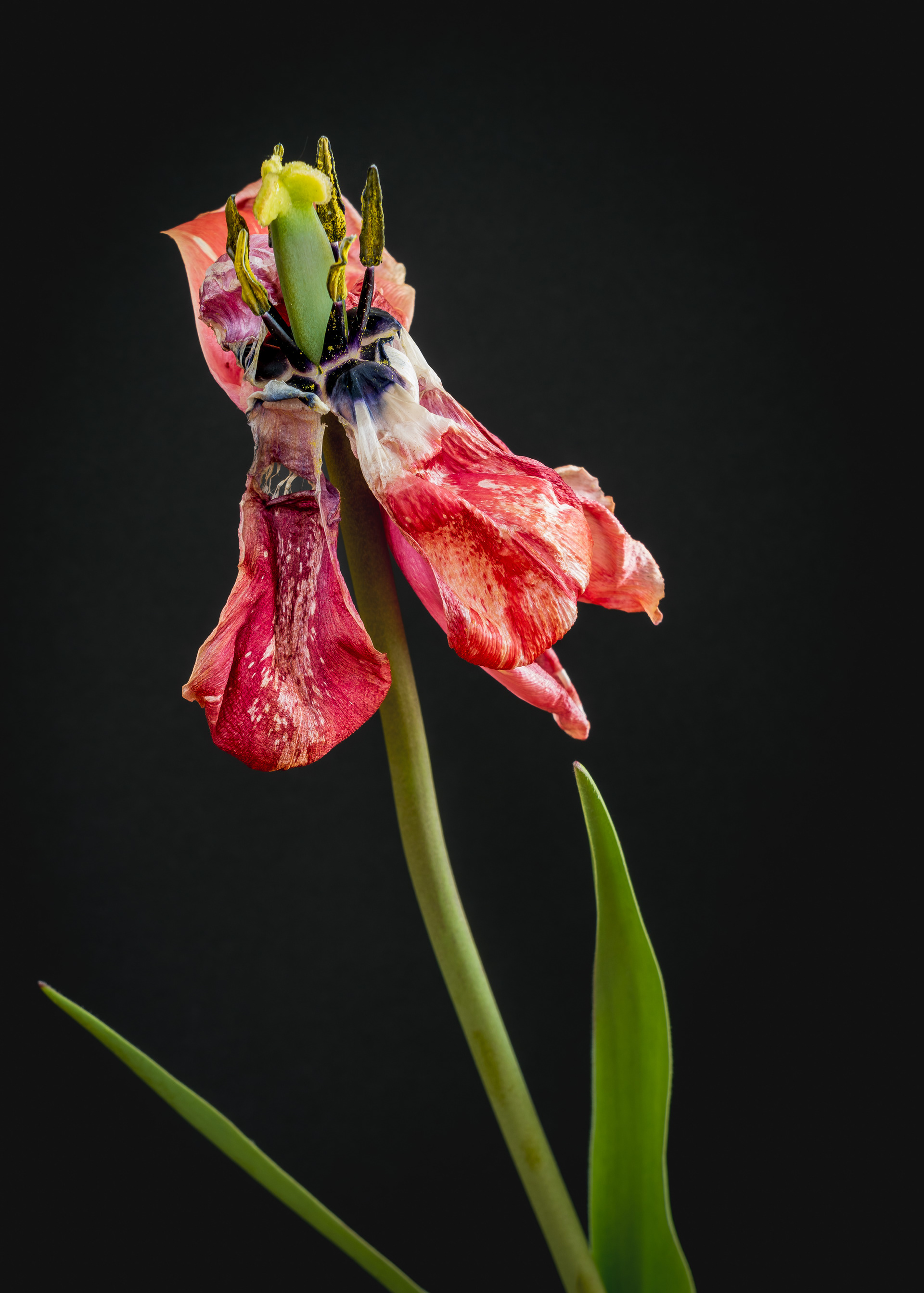Fin de printemps