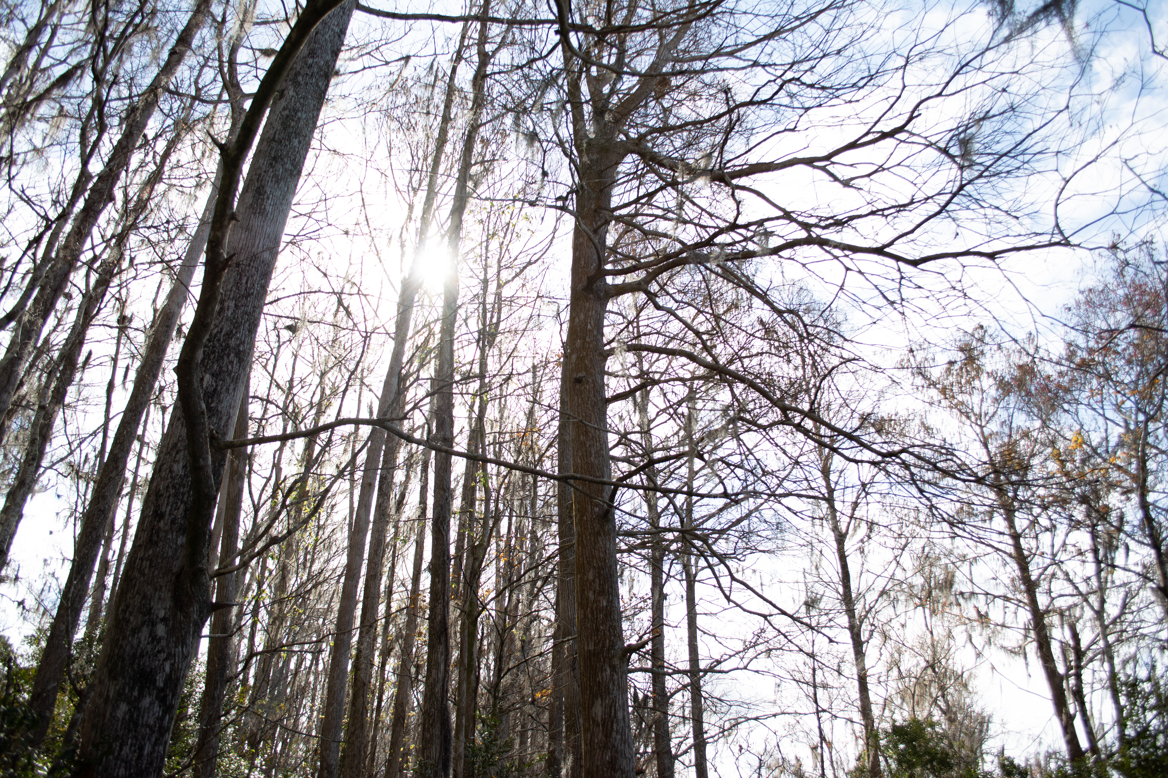 John Chesnut Sr. Park