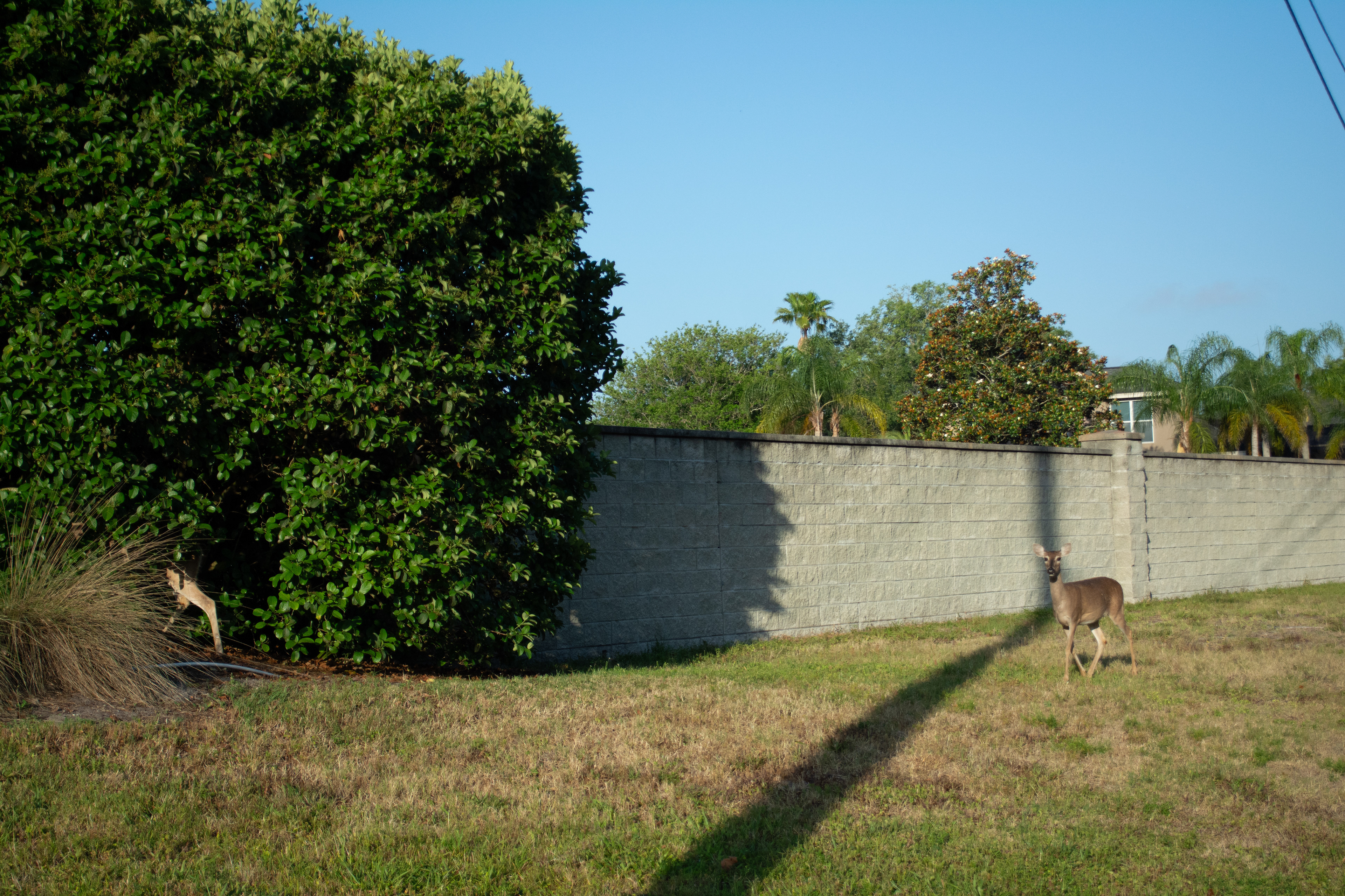 Palm Harbor, FL