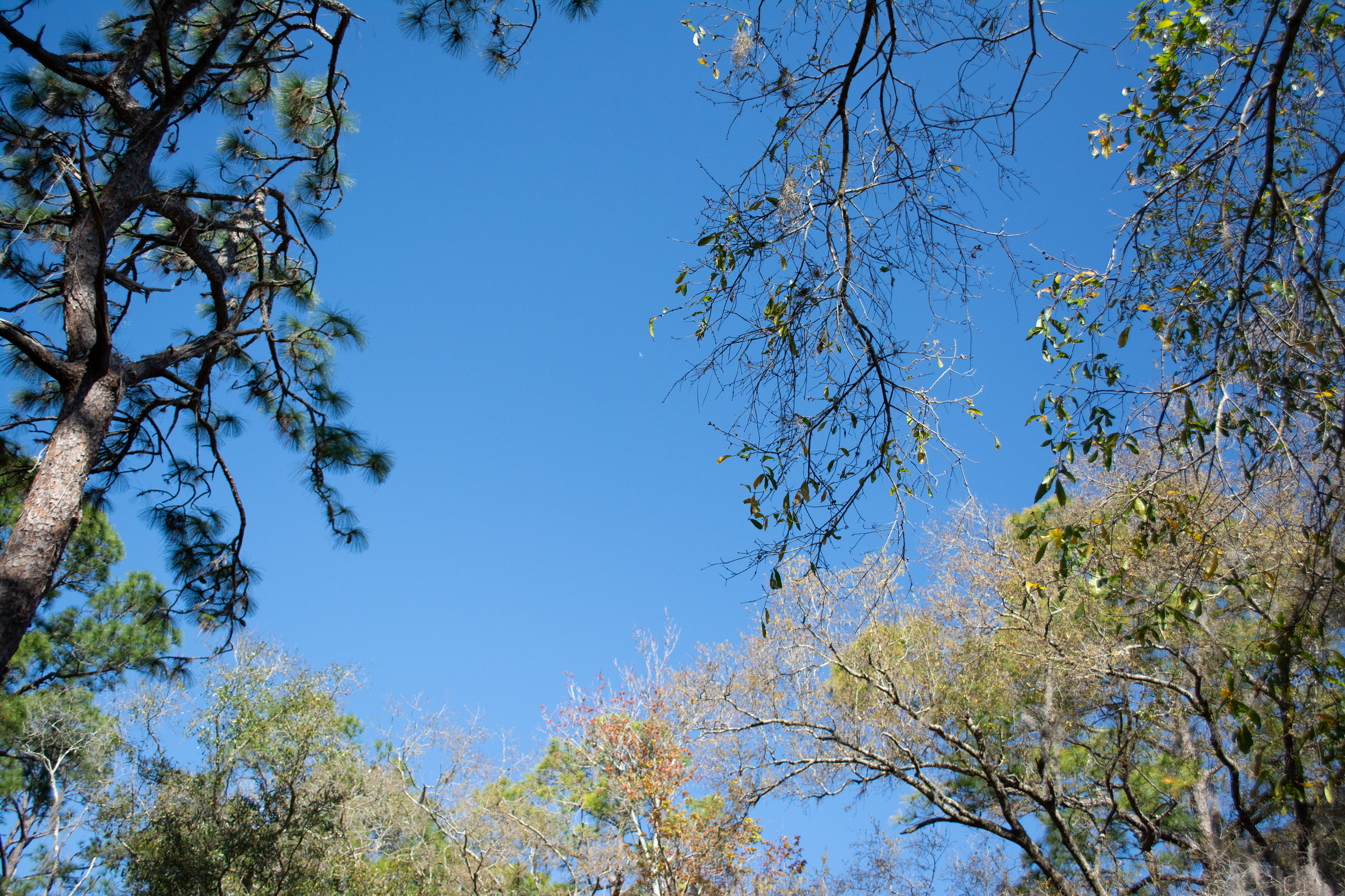 John Chesnut Sr. Park